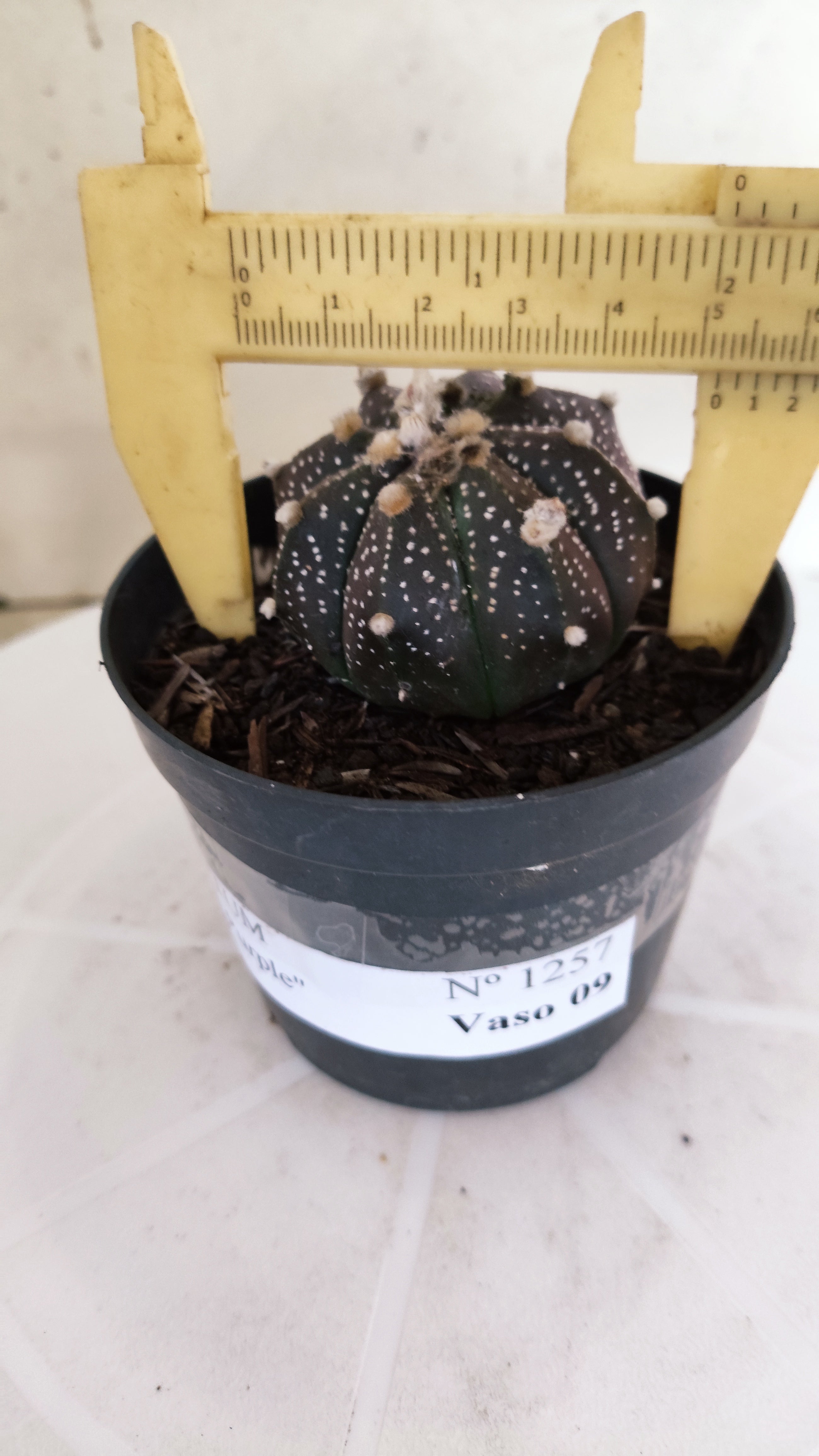 ASTROPHYTUM ASTERIAS “Purple”  Nº 1257 – vaso 09