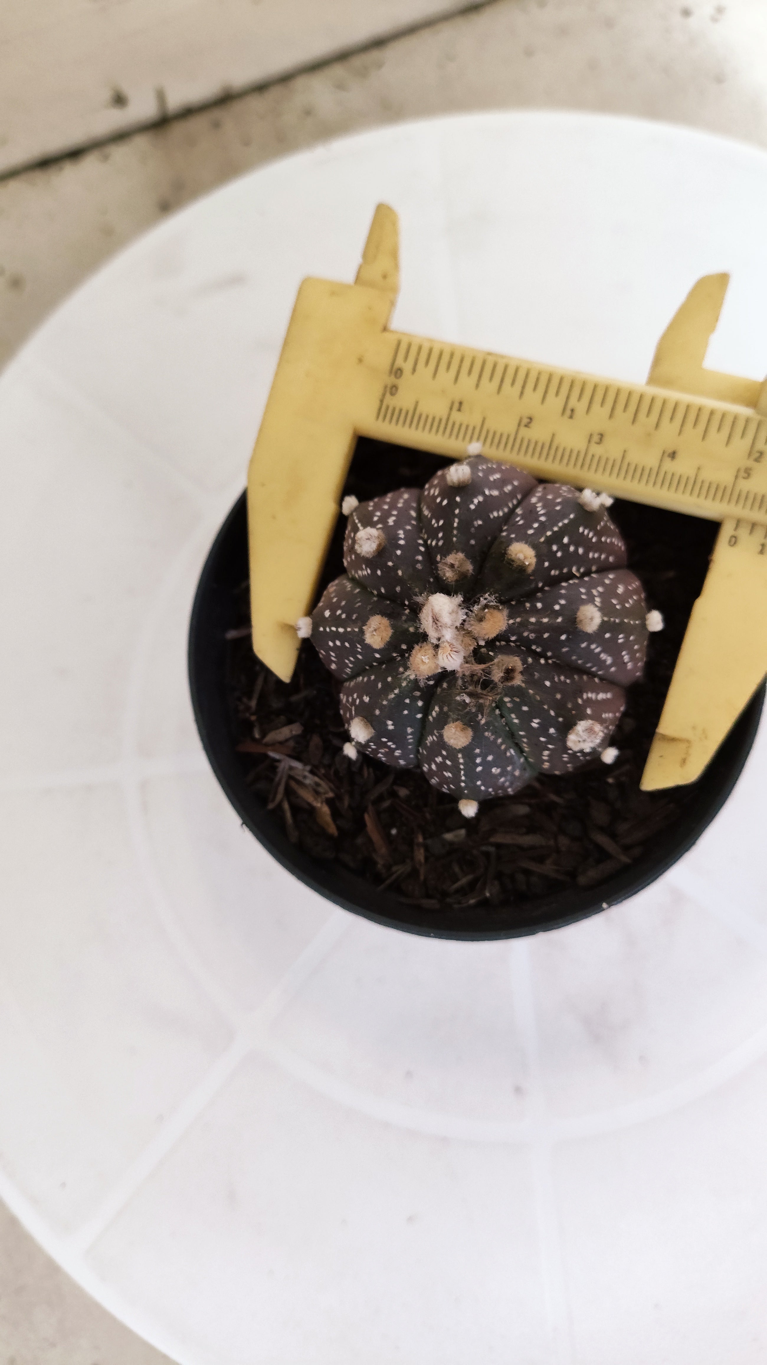 ASTROPHYTUM ASTERIAS “Purple”  Nº 1257 – vaso 09