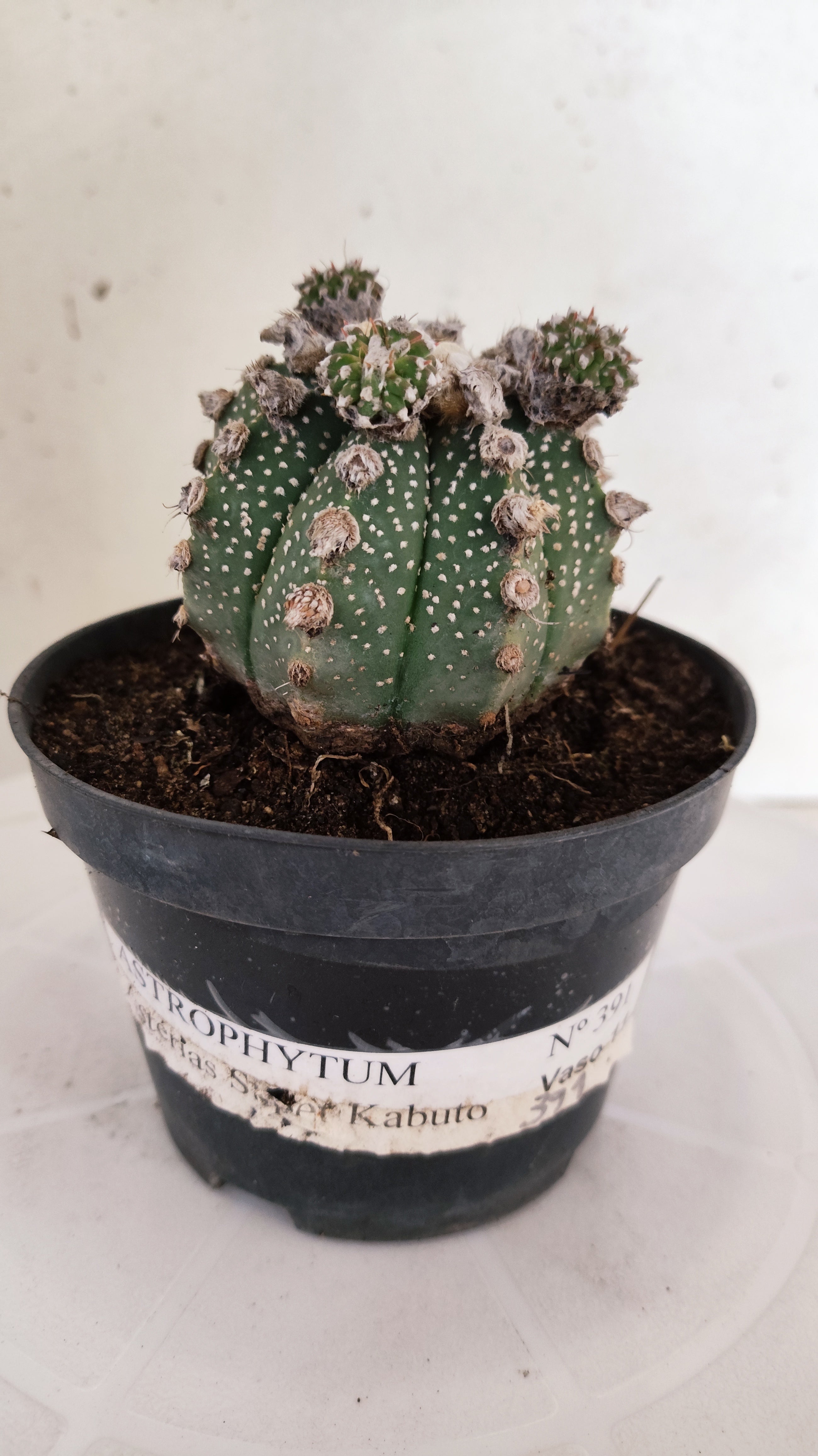 ASTROPHYTUM ASTERIAS SUPER KABUTO  Nº 391 - vaso 11