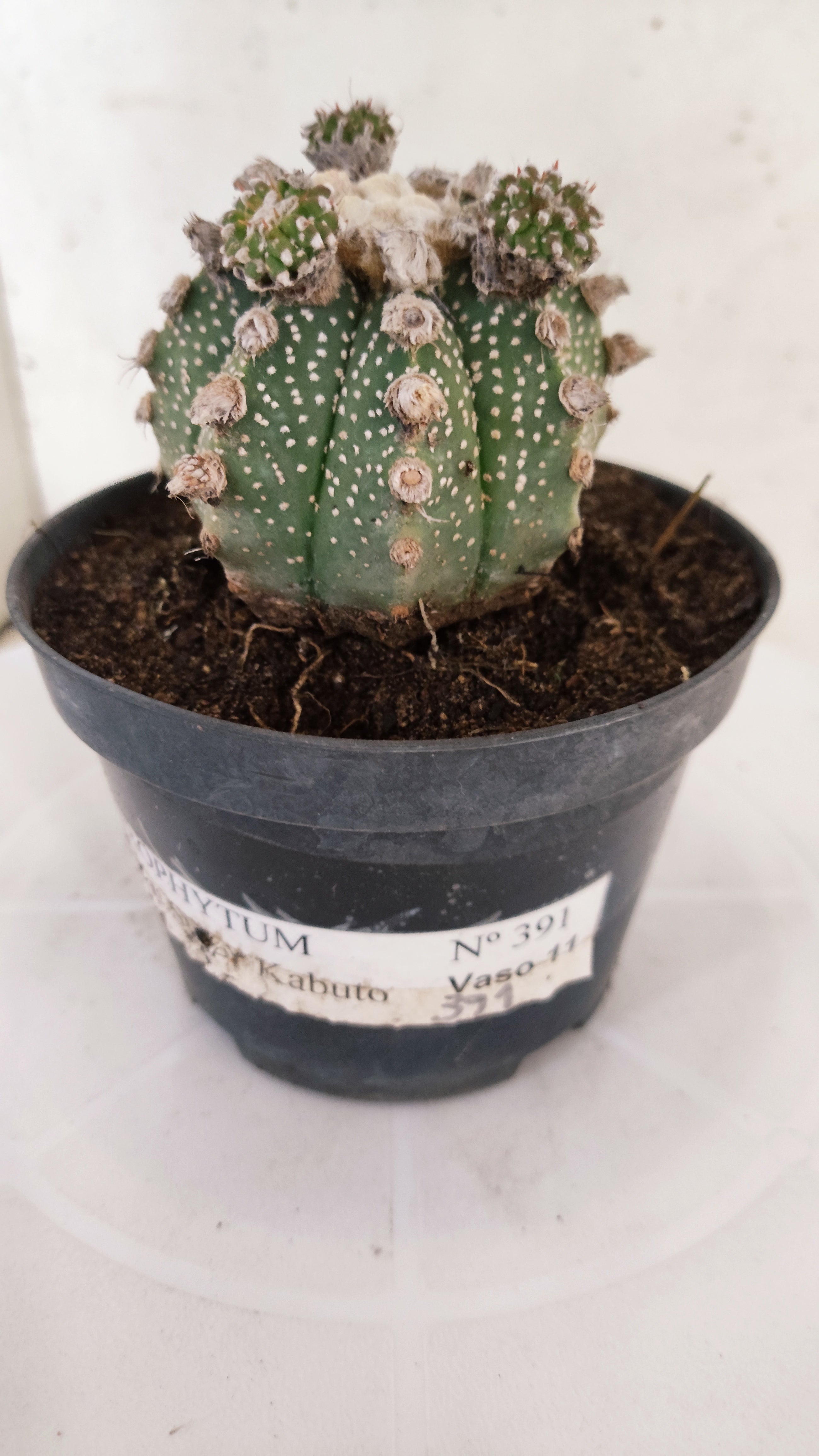 ASTROPHYTUM ASTERIAS SUPER KABUTO  Nº 391 - vaso 11