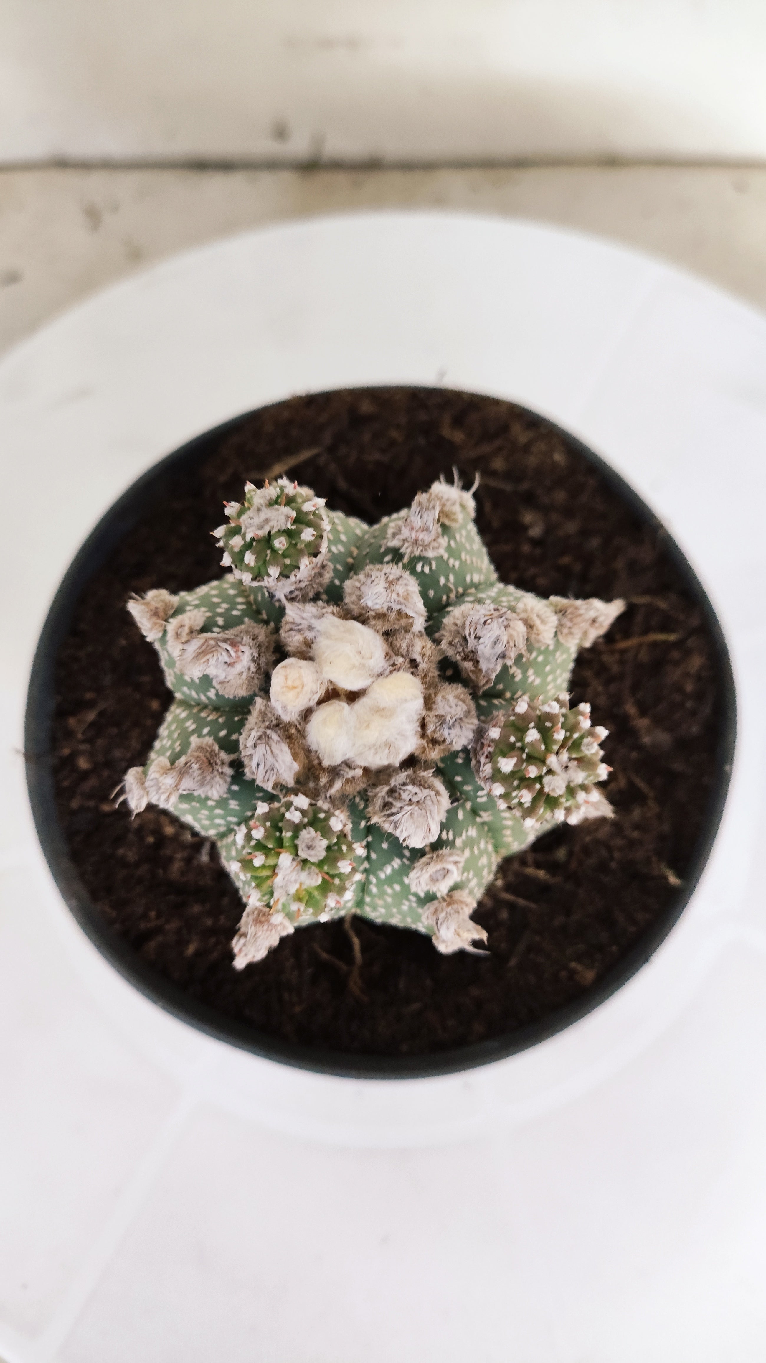 ASTROPHYTUM ASTERIAS SUPER KABUTO  Nº 391 - vaso 11