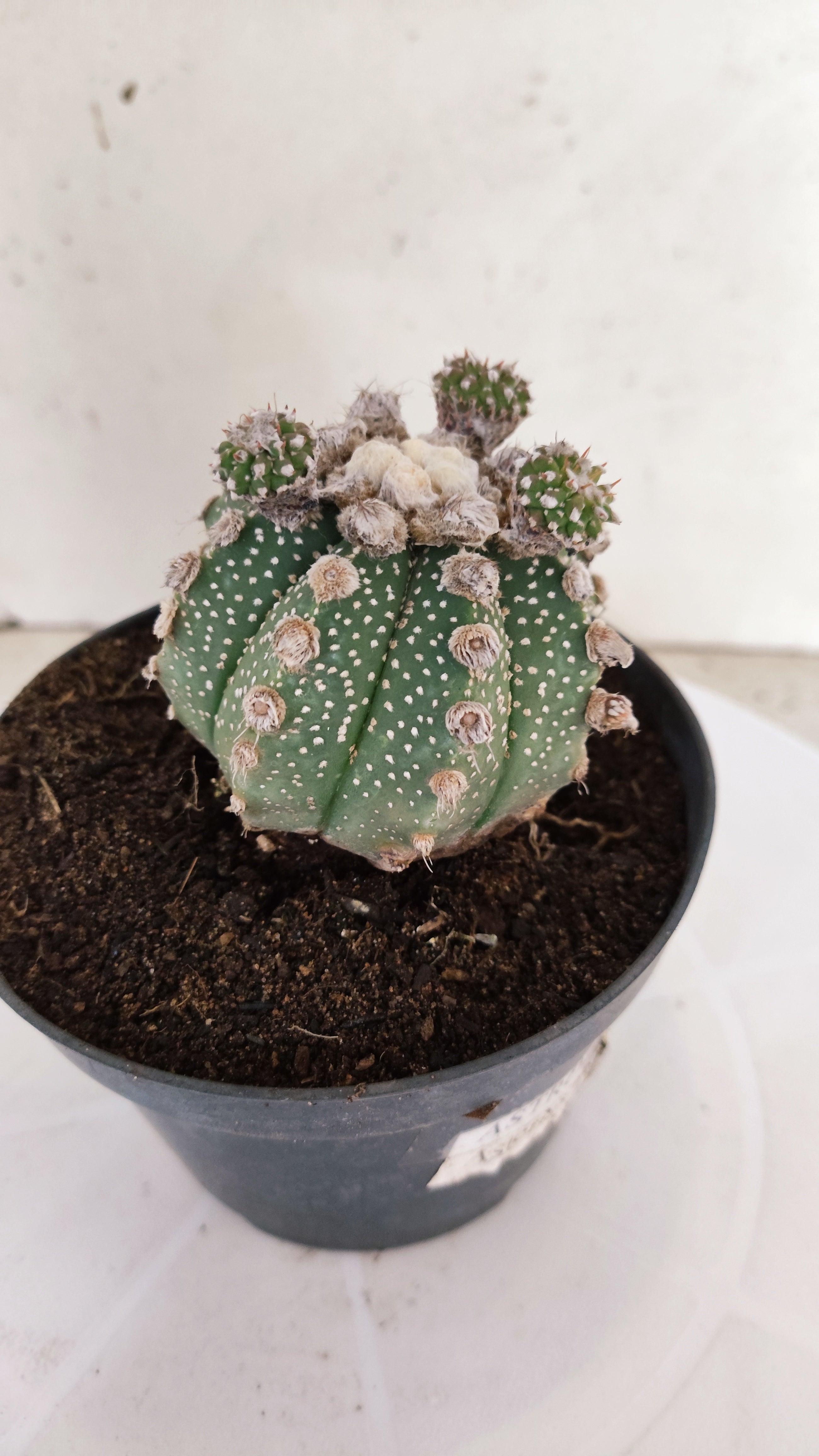 ASTROPHYTUM ASTERIAS SUPER KABUTO  Nº 391 - vaso 11