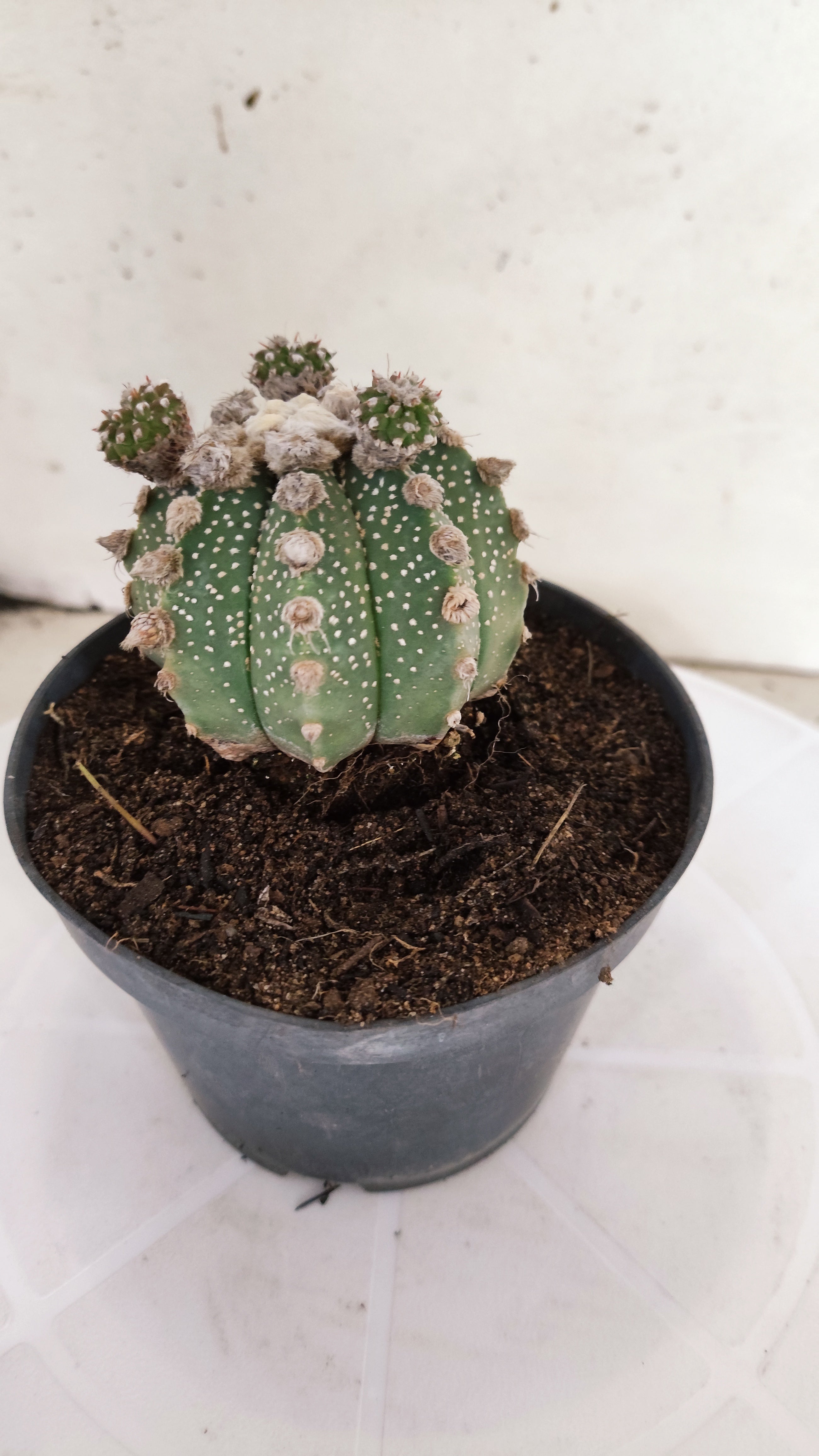 ASTROPHYTUM ASTERIAS SUPER KABUTO  Nº 391 - vaso 11