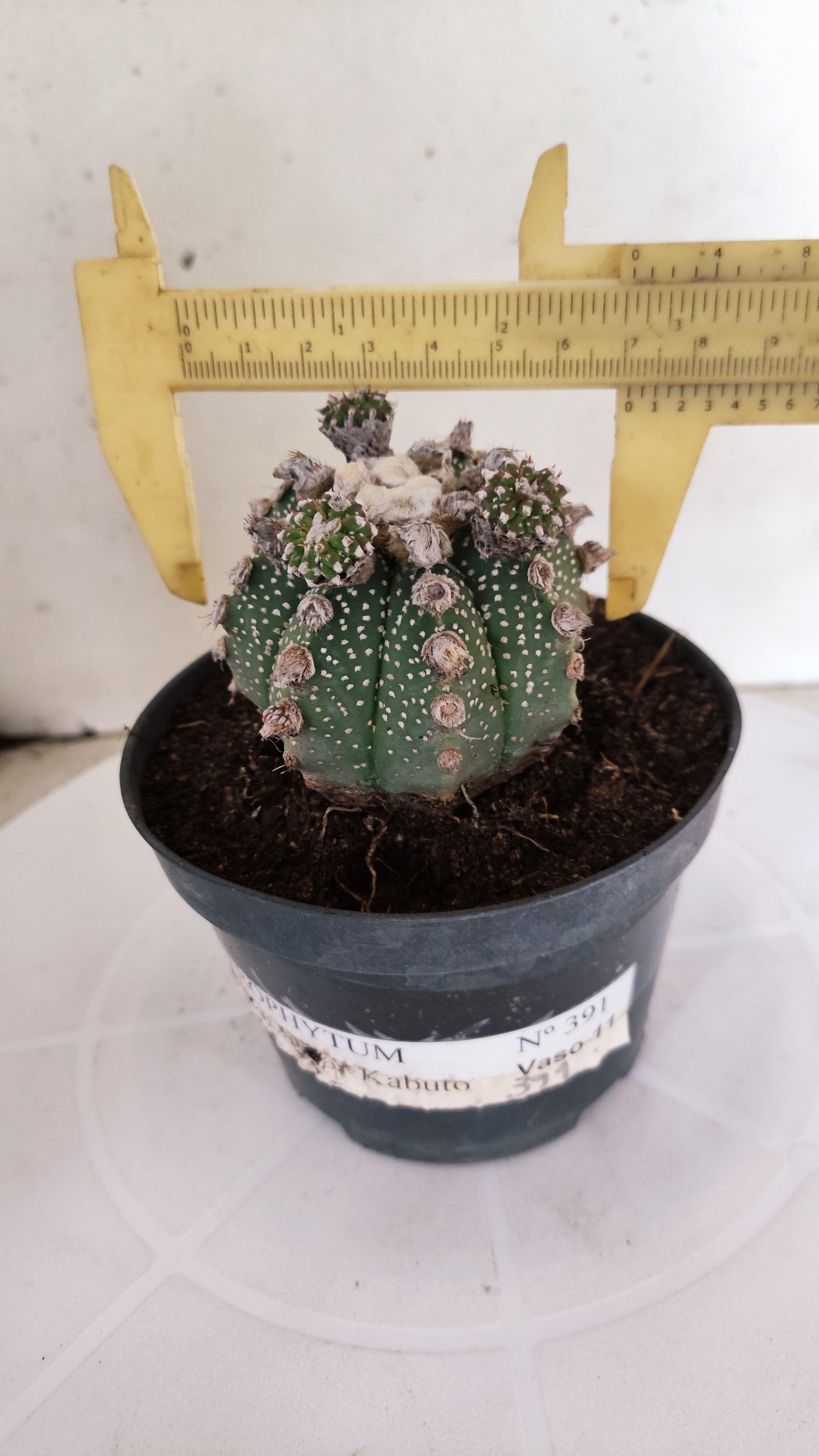 ASTROPHYTUM ASTERIAS SUPER KABUTO  Nº 391 - vaso 11