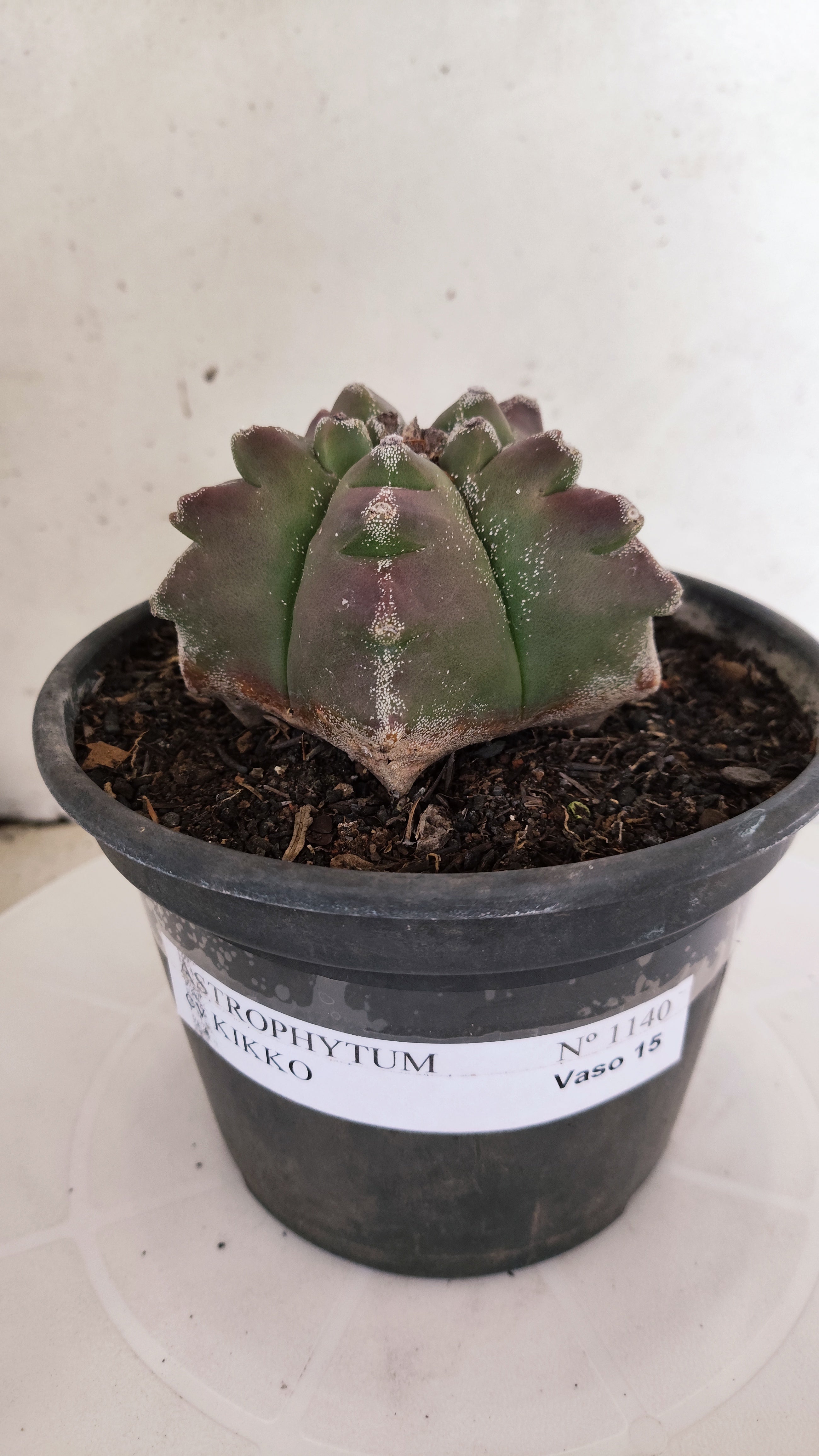 ASTROPHYTUM cv KIKKO Nº 1140  - vaso 15