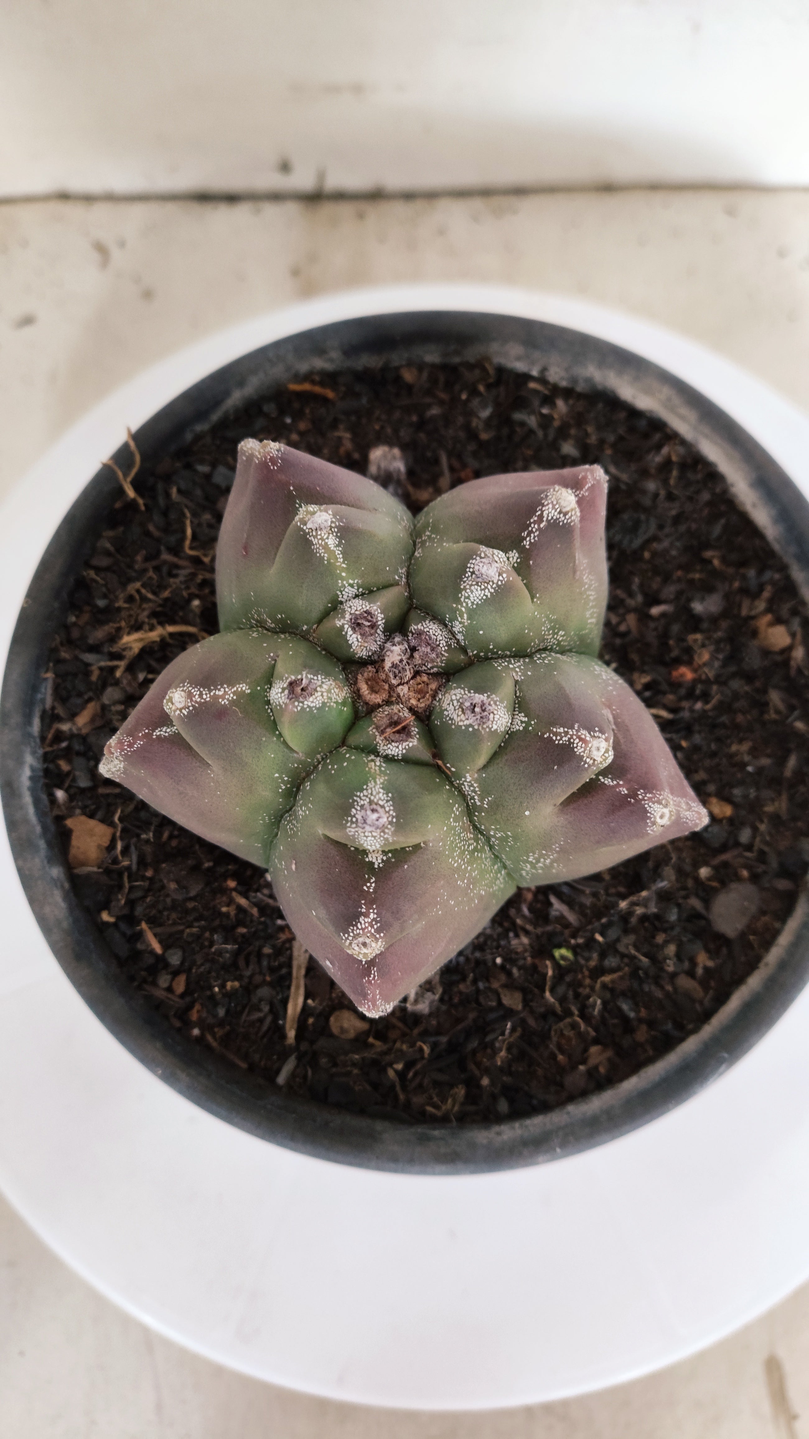 ASTROPHYTUM cv KIKKO Nº 1140  - vaso 15