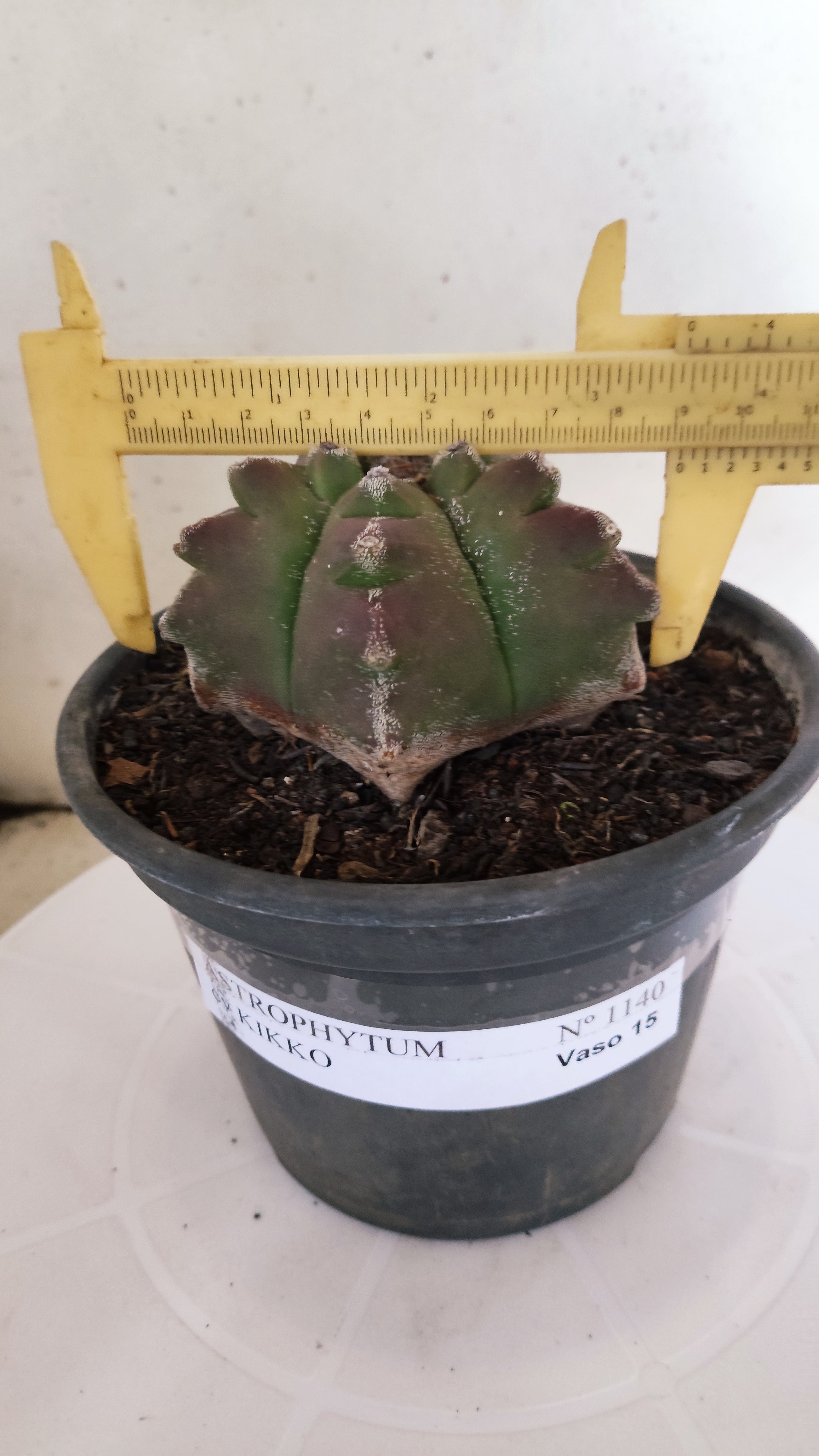 ASTROPHYTUM cv KIKKO Nº 1140  - vaso 15