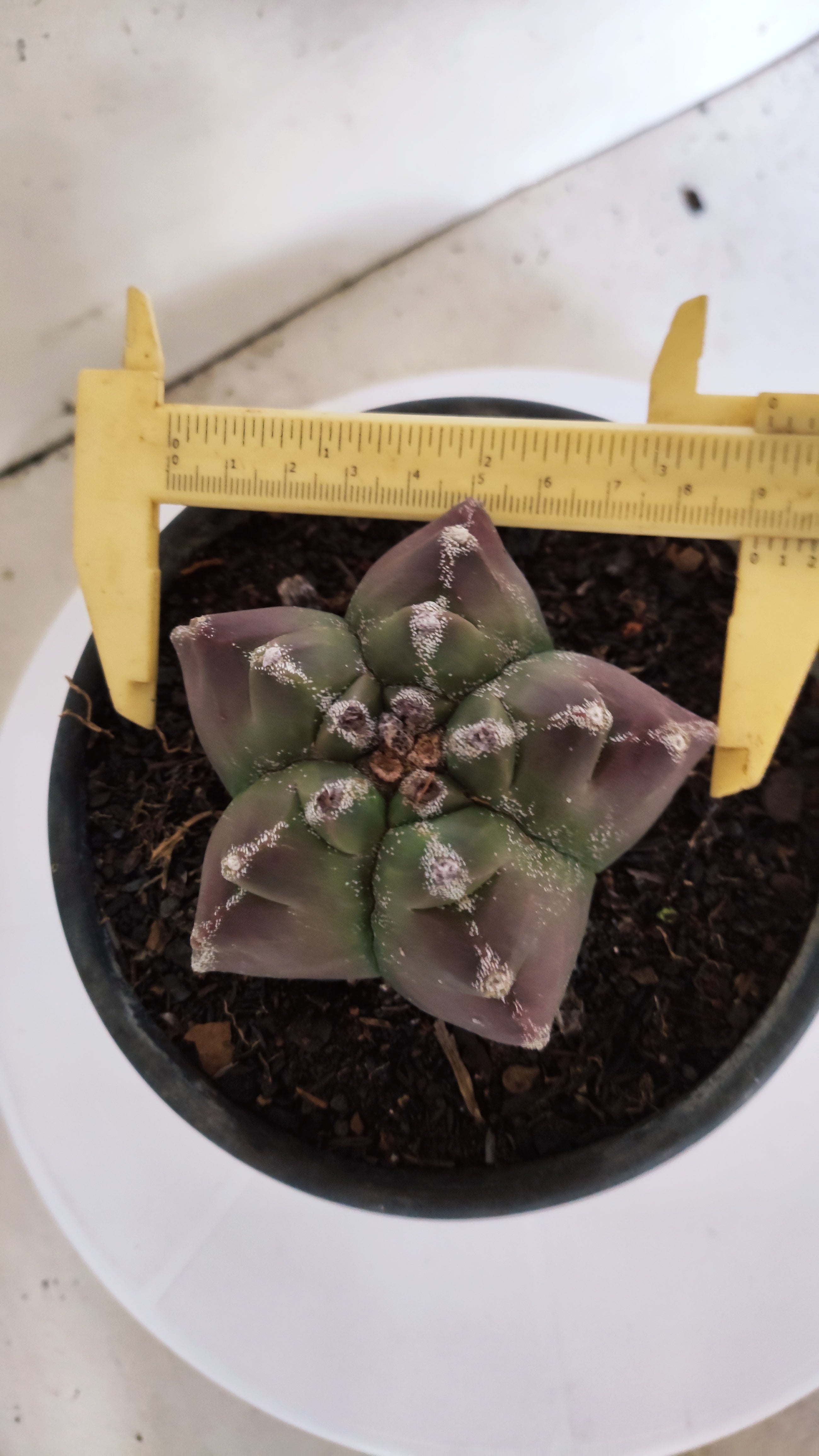 ASTROPHYTUM cv KIKKO Nº 1140  - vaso 15