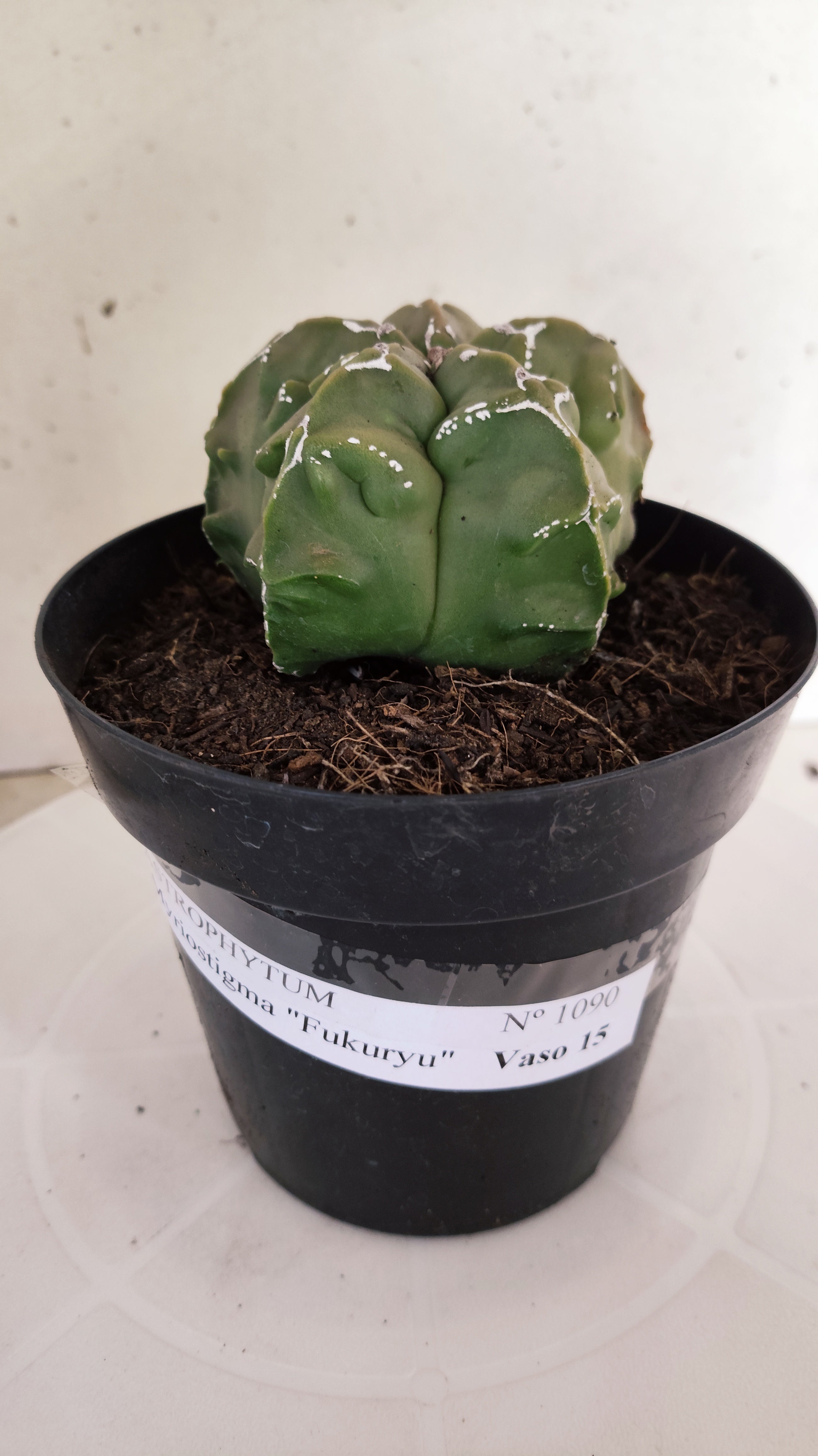 MATRIZ ASTROPHYTUM Myriostigma FUKURYU "VARIEGATA" Nº 1090 – vaso 15