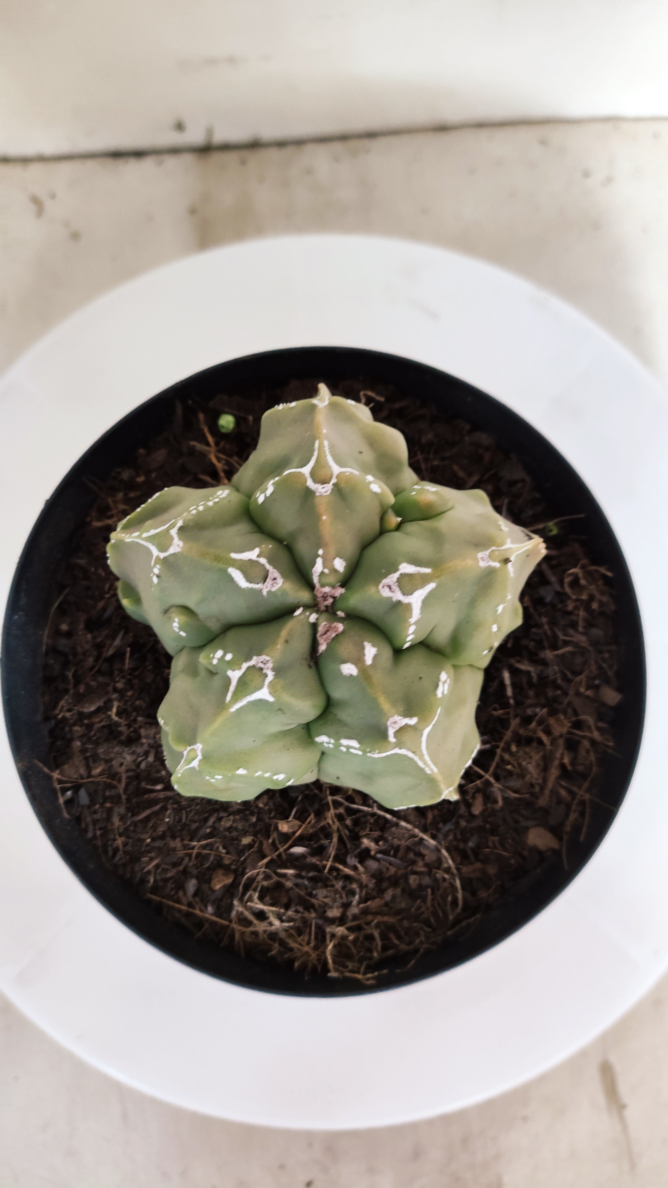 MATRIZ ASTROPHYTUM Myriostigma FUKURYU "VARIEGATA" Nº 1090 – vaso 15