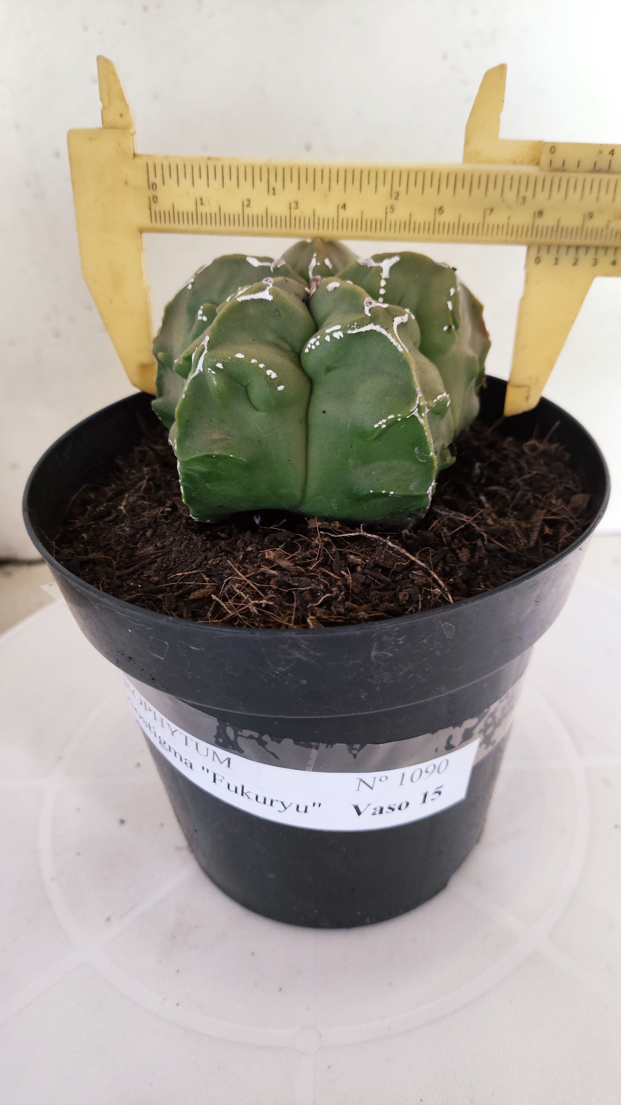 MATRIZ ASTROPHYTUM Myriostigma FUKURYU "VARIEGATA" Nº 1090 – vaso 15