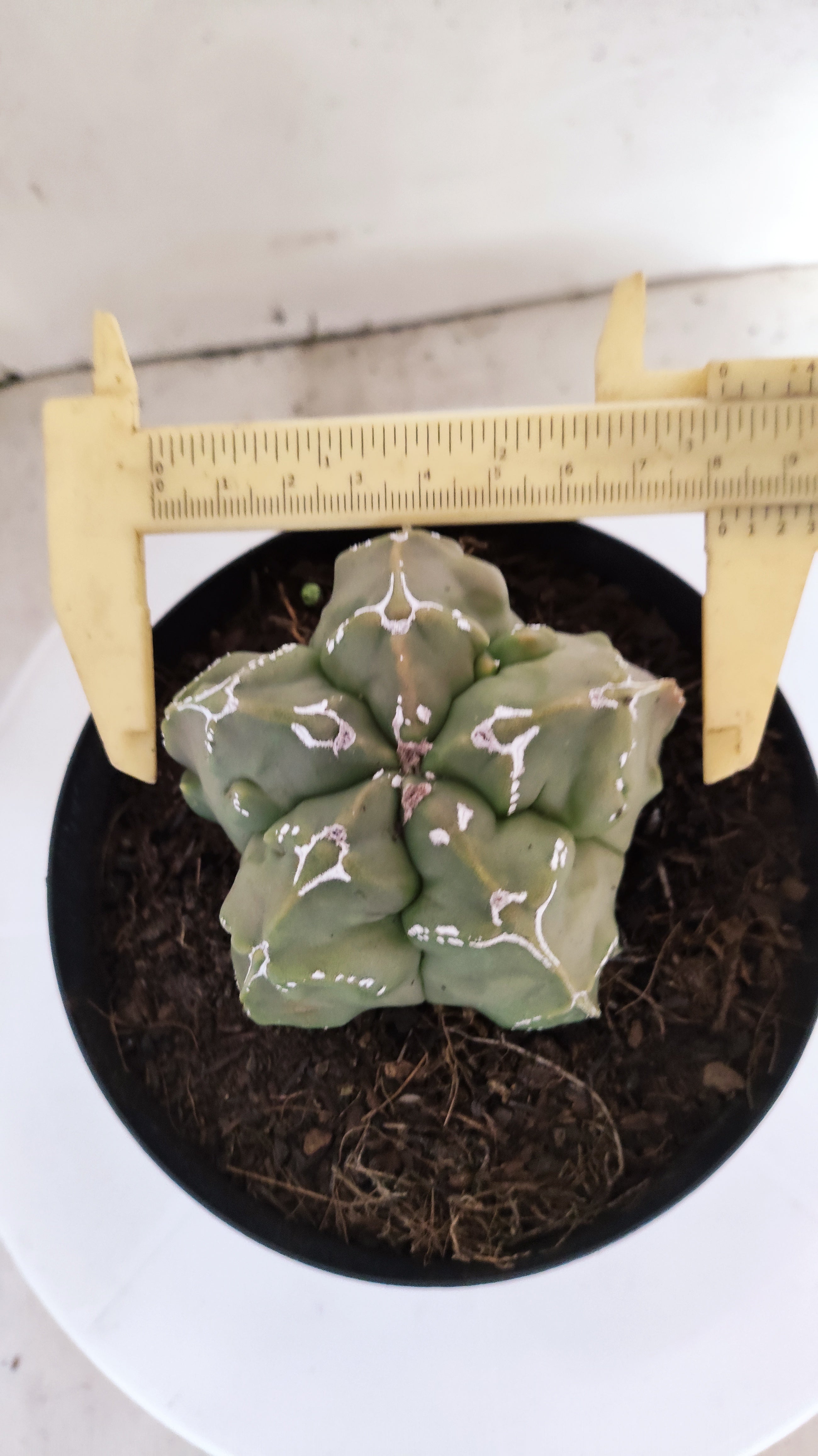 MATRIZ ASTROPHYTUM Myriostigma FUKURYU "VARIEGATA" Nº 1090 – vaso 15