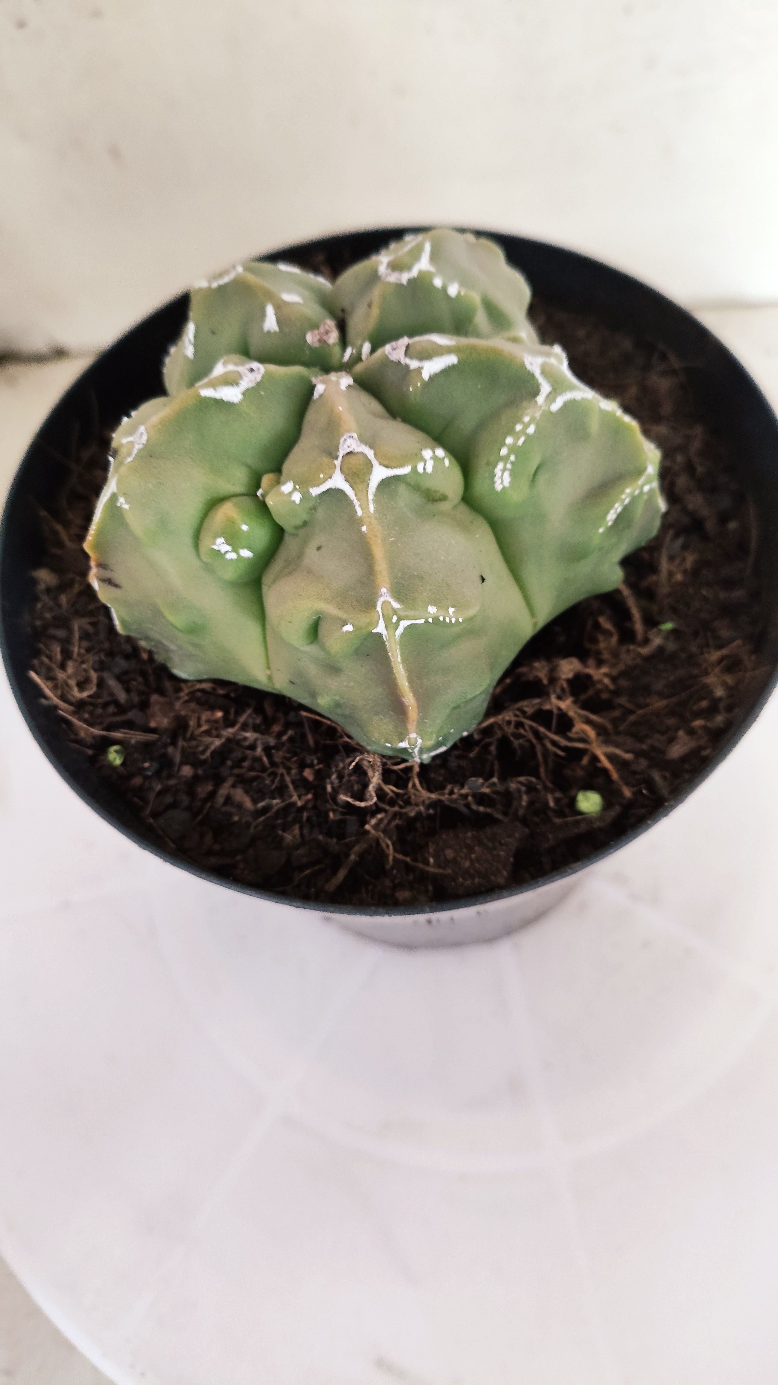 MATRIZ ASTROPHYTUM Myriostigma FUKURYU "VARIEGATA" Nº 1090 – vaso 15