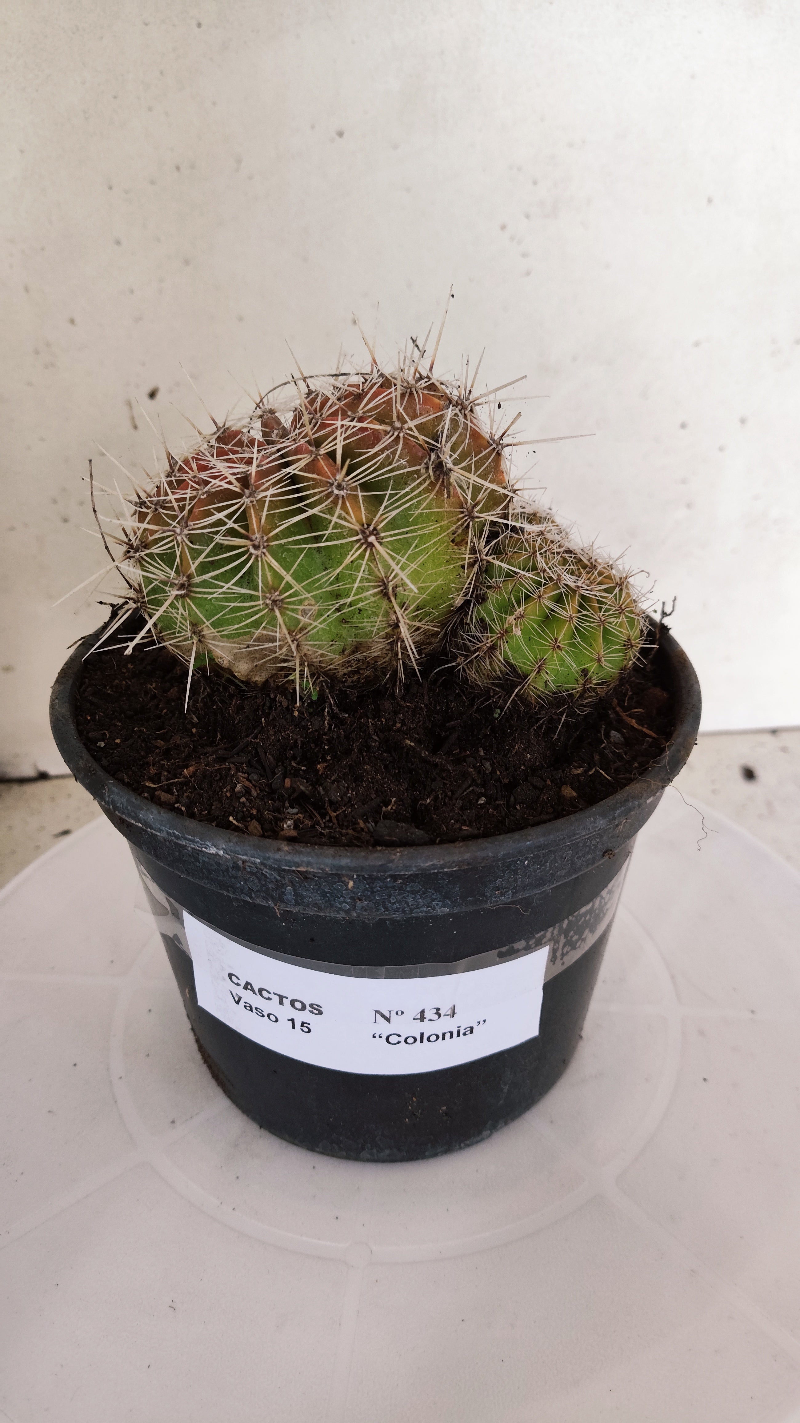 Cactos ECHINOCACTUS  "Colônia"  Nº 434 – vaso 15
