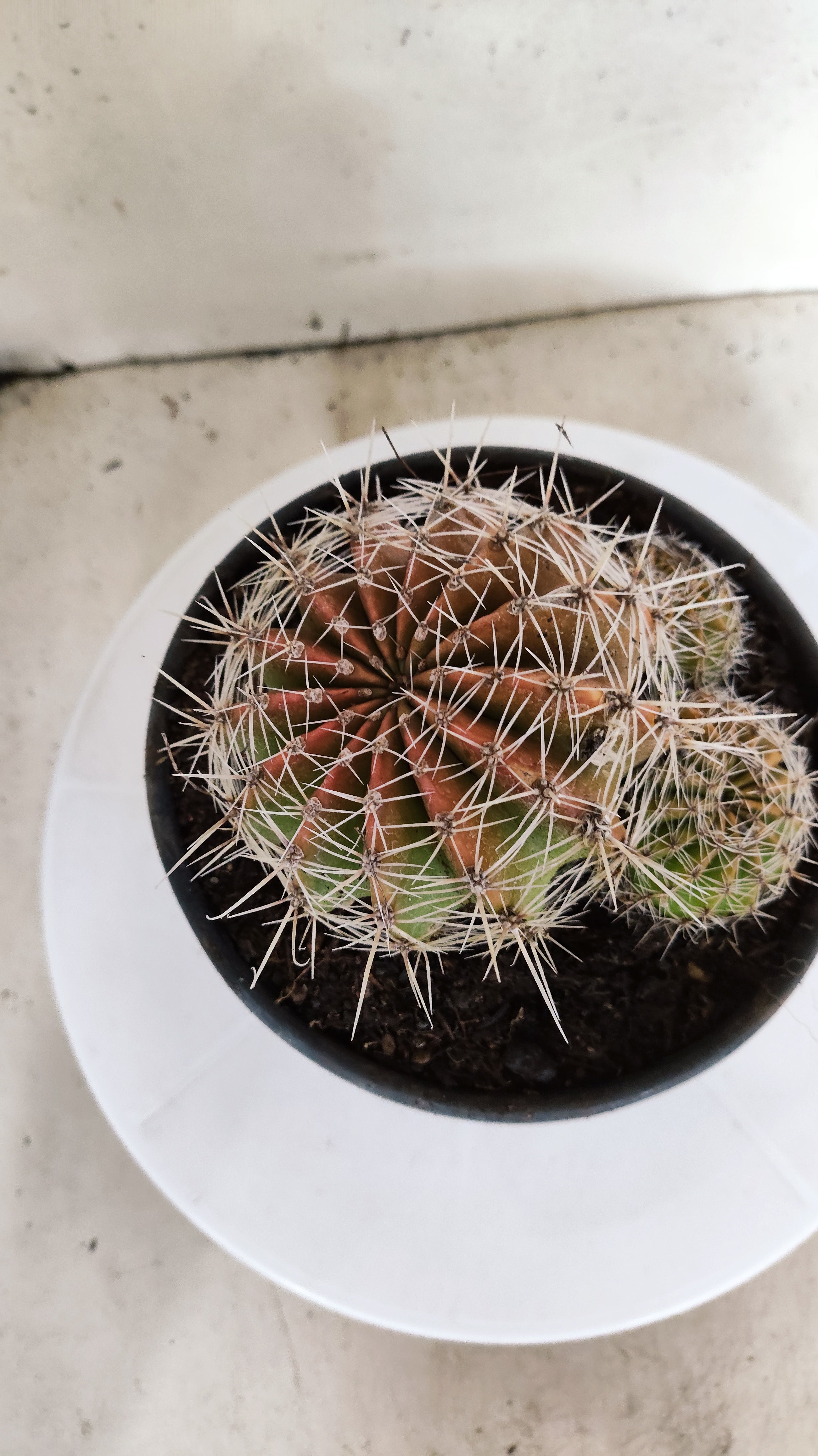 Cactos ECHINOCACTUS  "Colônia"  Nº 434 – vaso 15