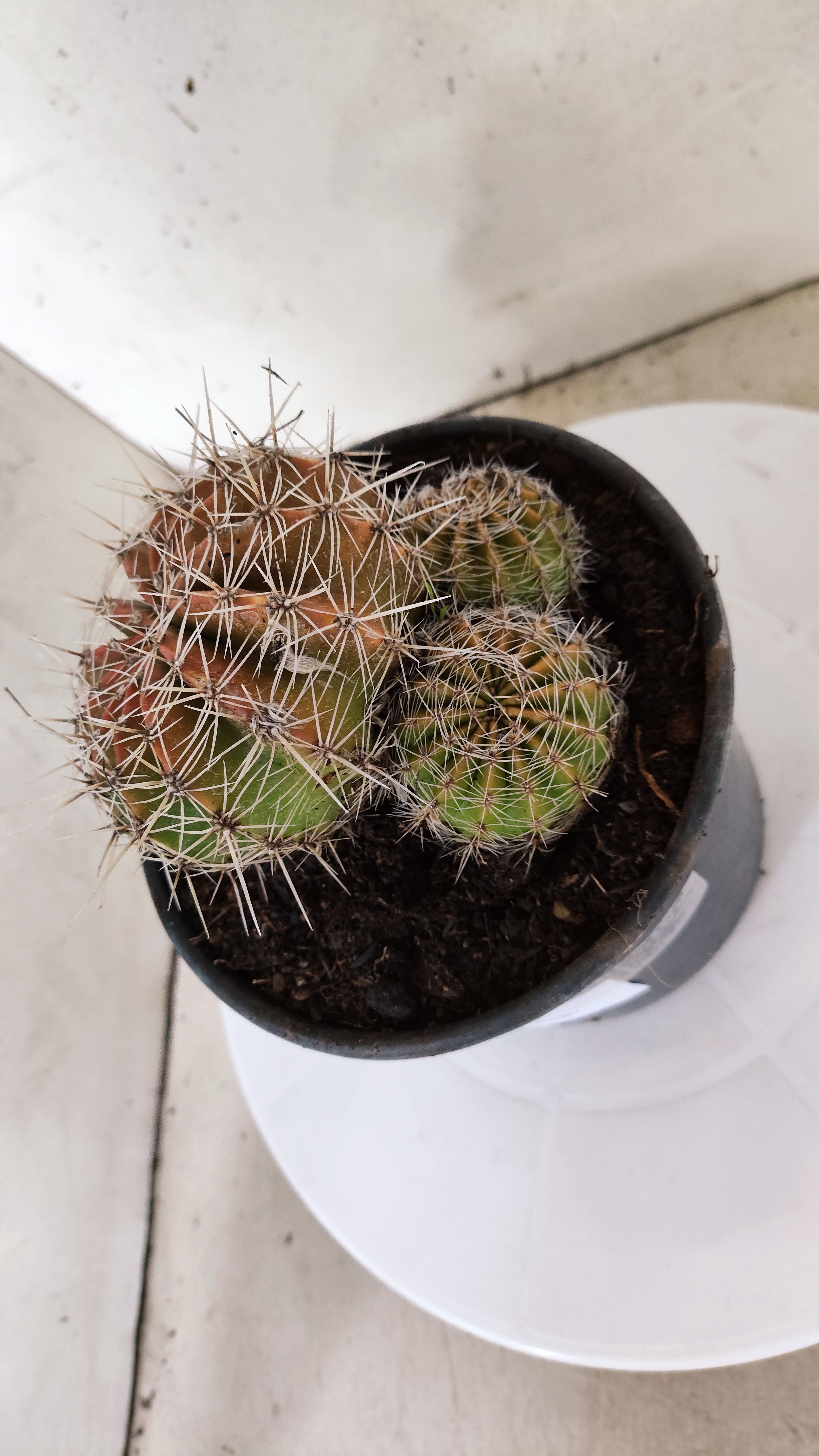 Cactos ECHINOCACTUS  "Colônia"  Nº 434 – vaso 15