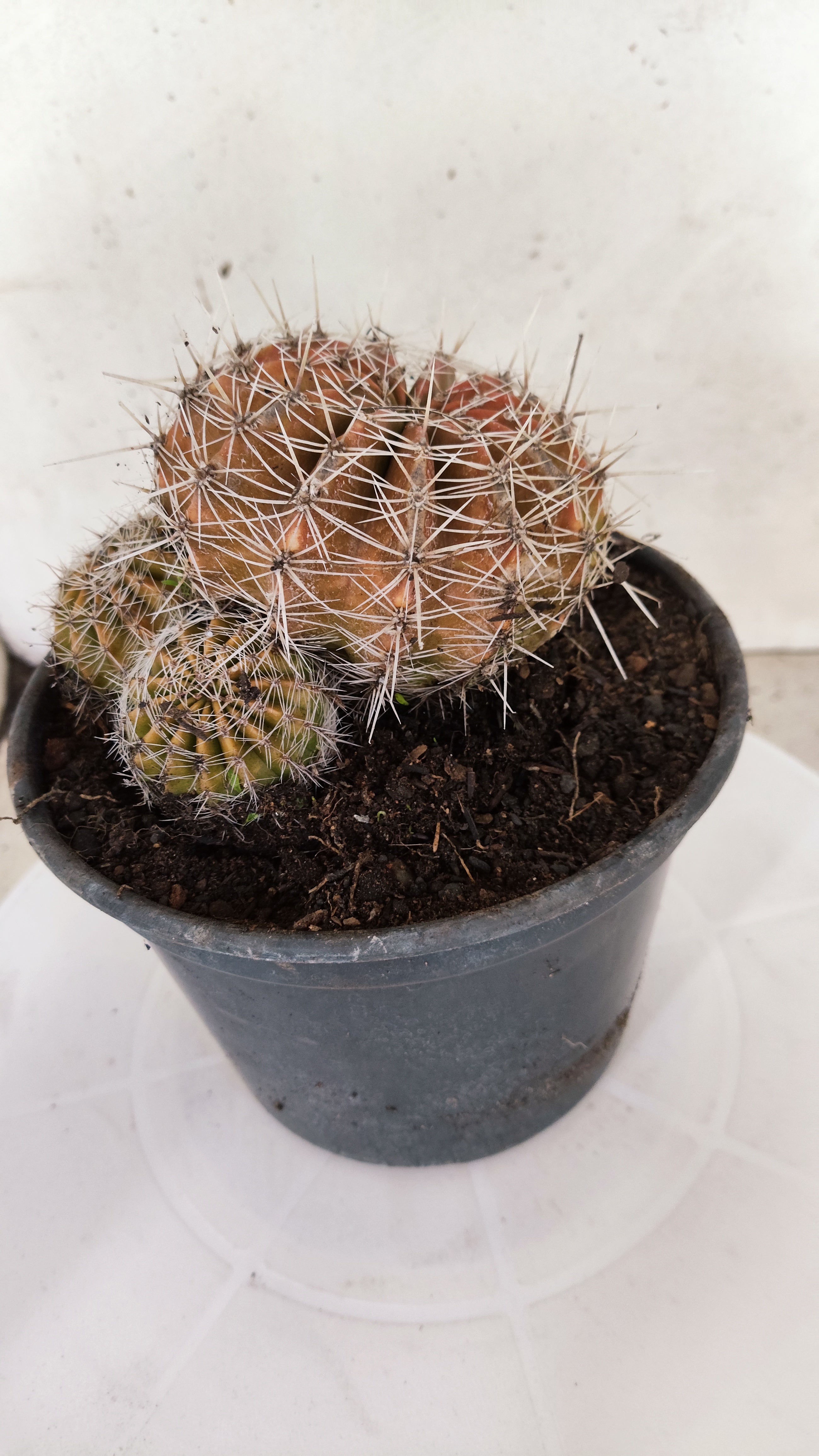 Cactos ECHINOCACTUS  "Colônia"  Nº 434 – vaso 15