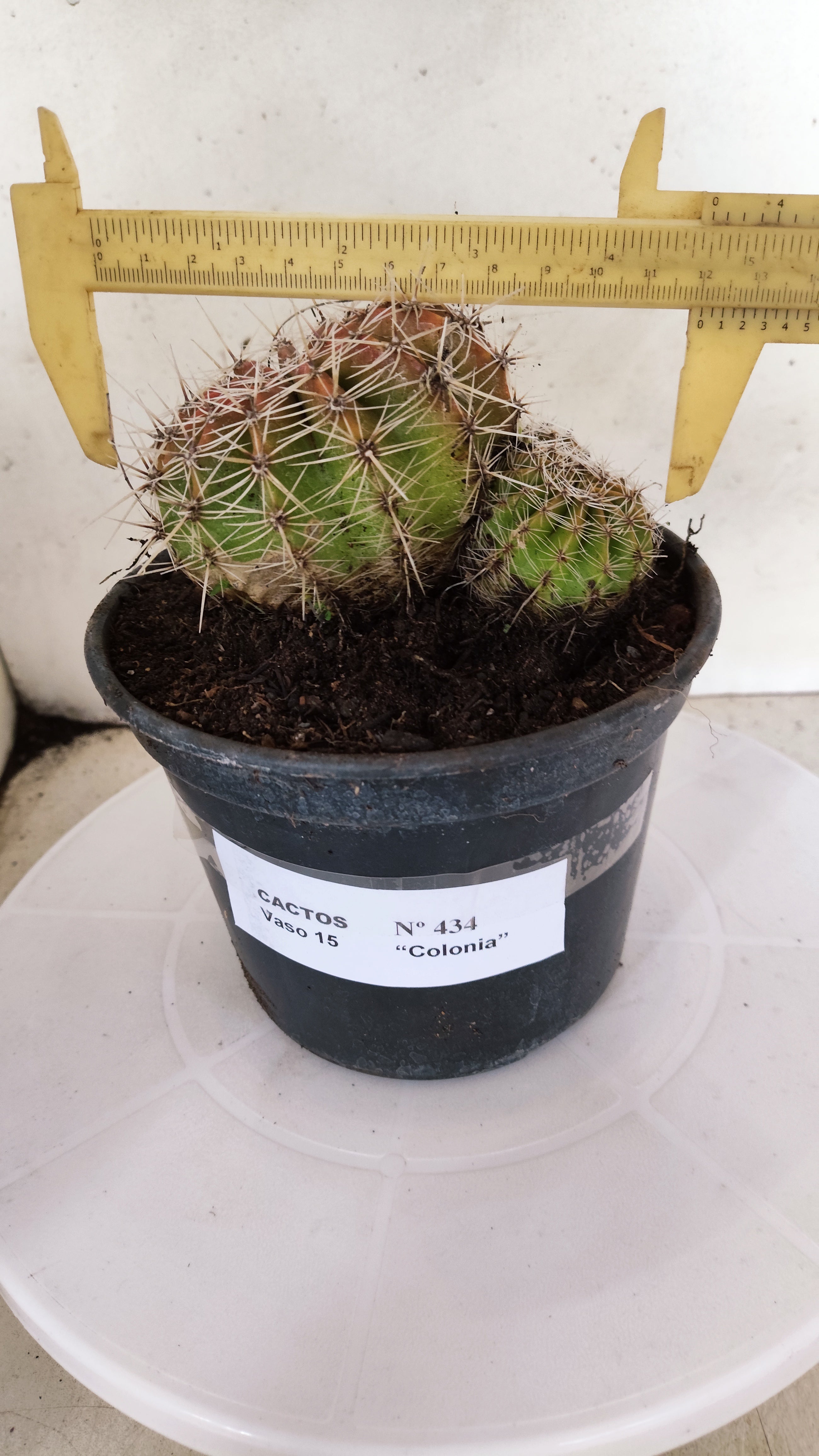 Cactos ECHINOCACTUS  "Colônia"  Nº 434 – vaso 15