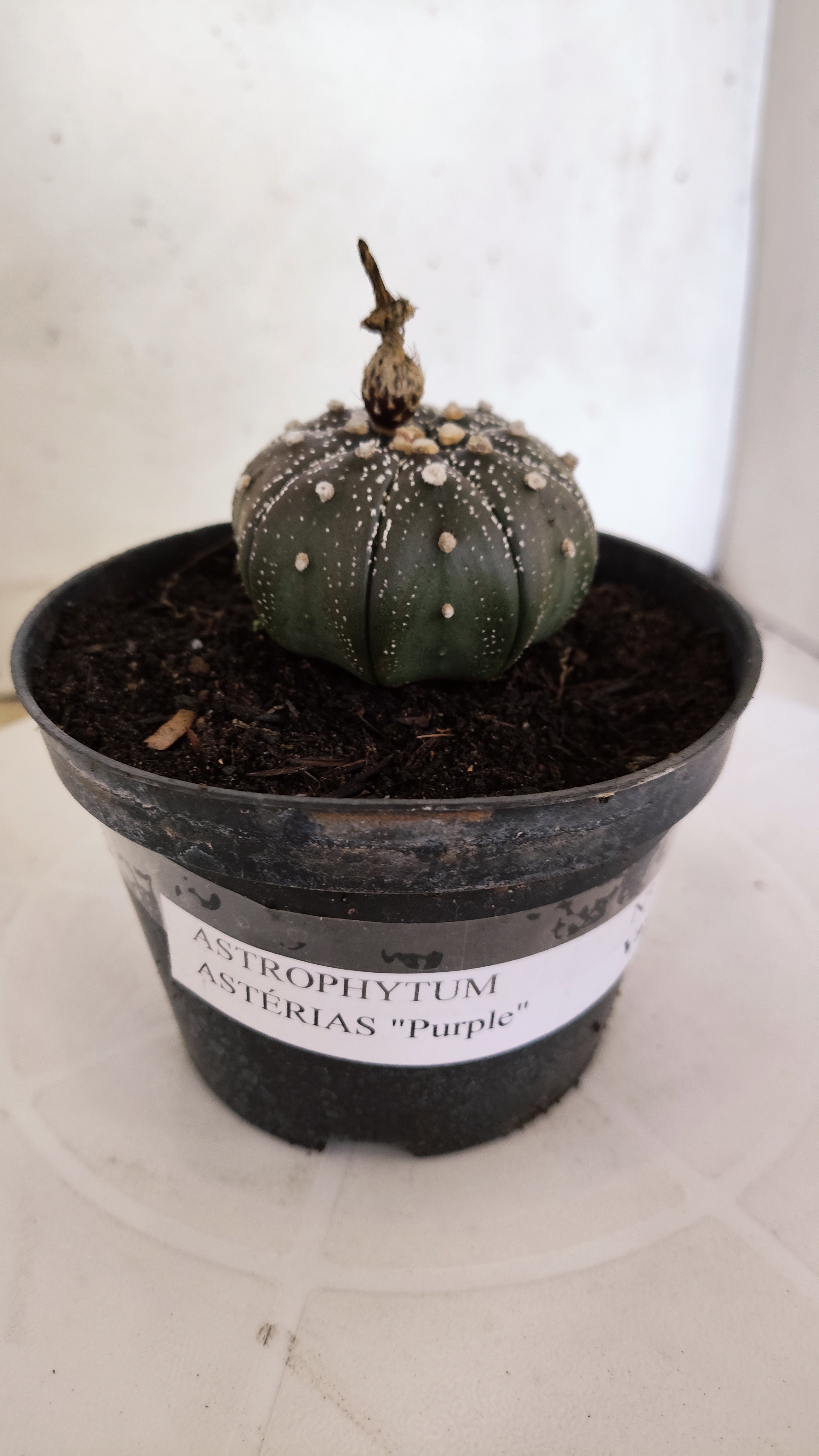 MATRIZ ASTROPHYTUM ASTÉRIAS "Purple" Nº 1222 – vaso 11