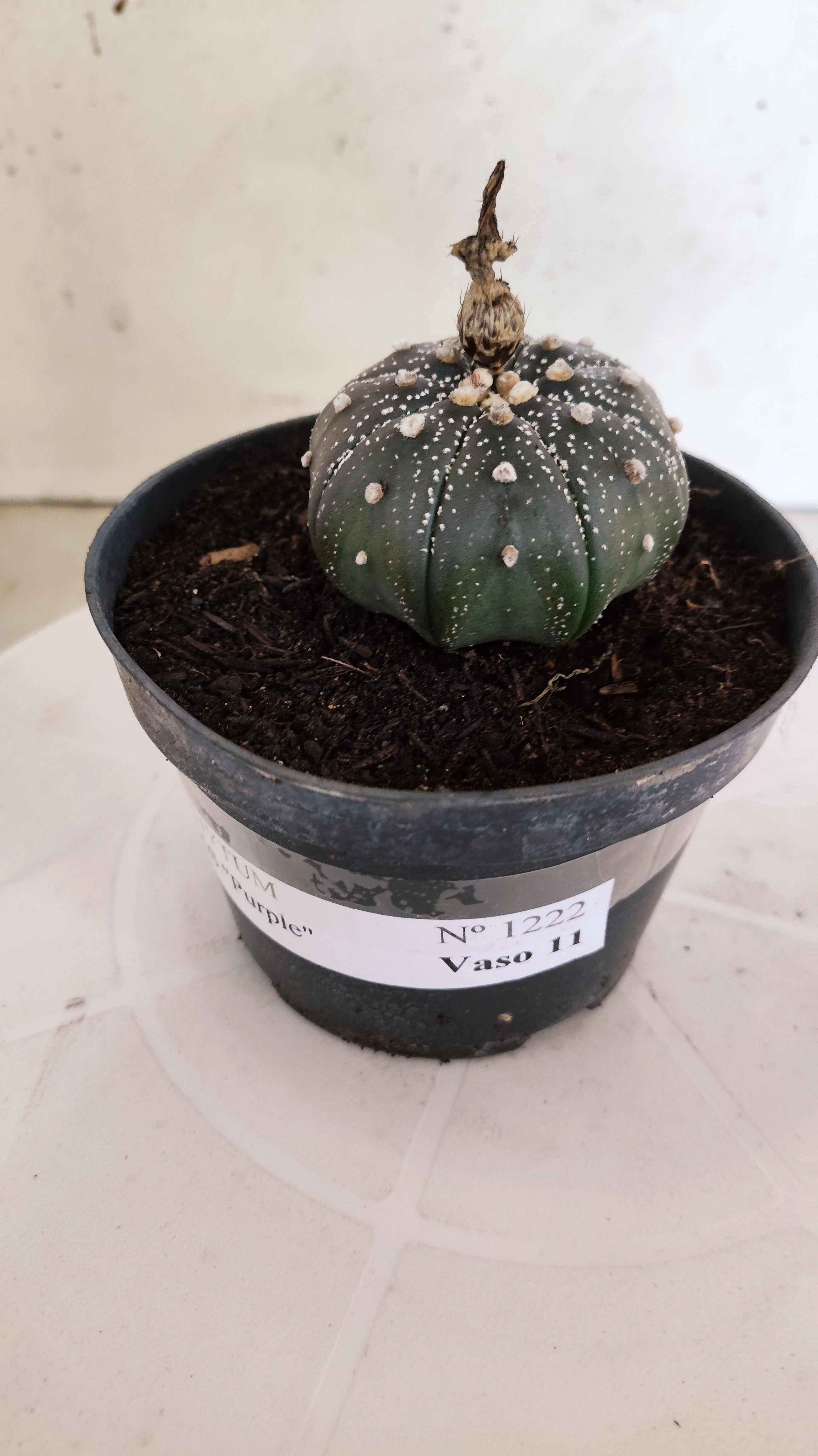 MATRIZ ASTROPHYTUM ASTÉRIAS "Purple" Nº 1222 – vaso 11
