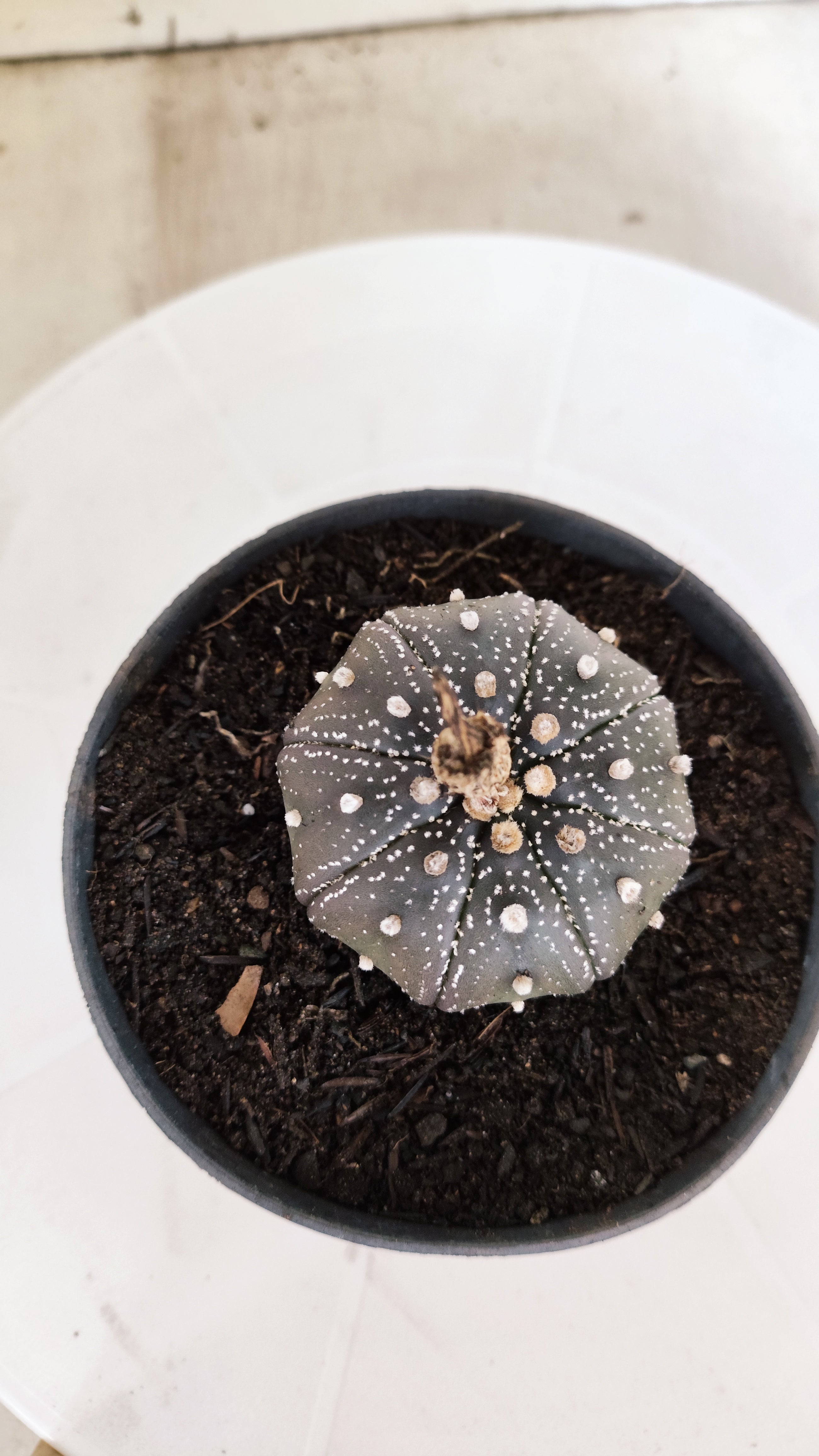 MATRIZ ASTROPHYTUM ASTÉRIAS "Purple" Nº 1222 – vaso 11