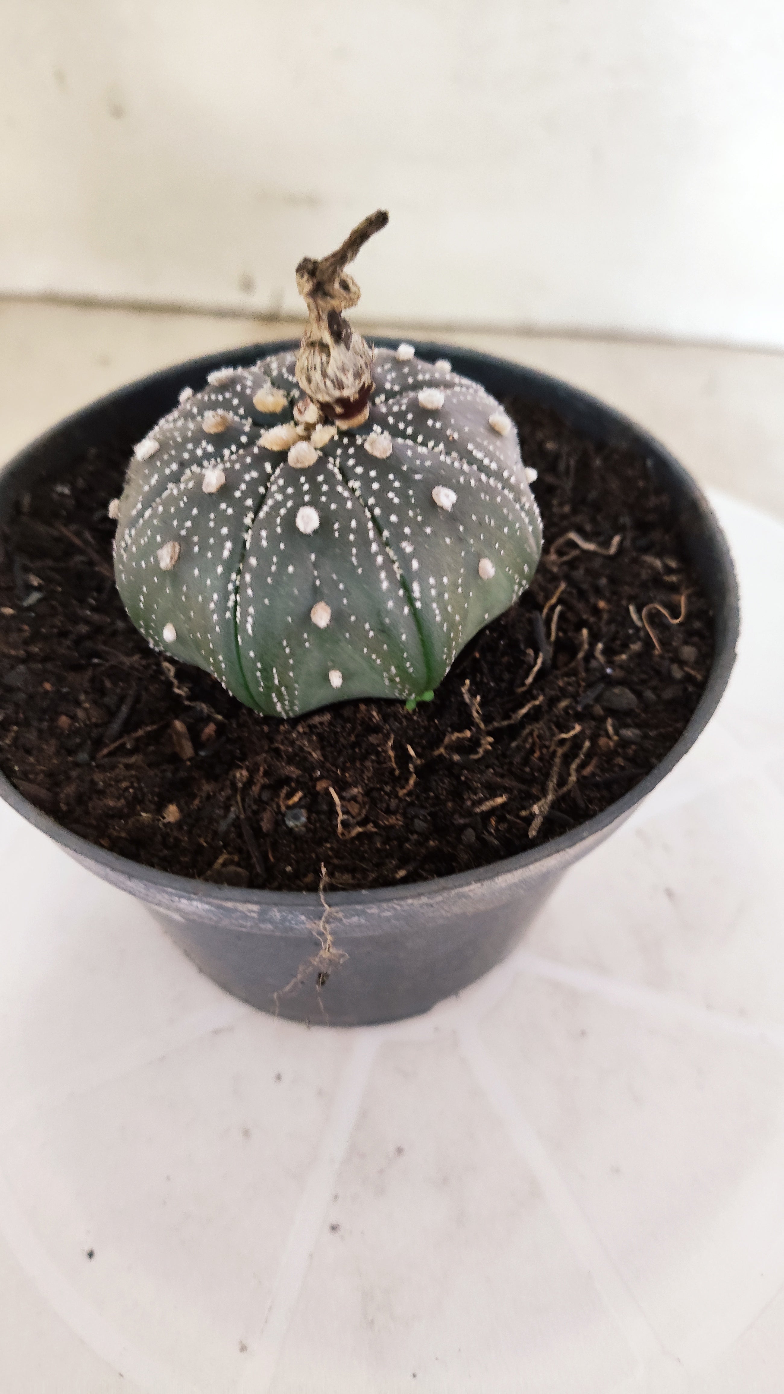 MATRIZ ASTROPHYTUM ASTÉRIAS "Purple" Nº 1222 – vaso 11