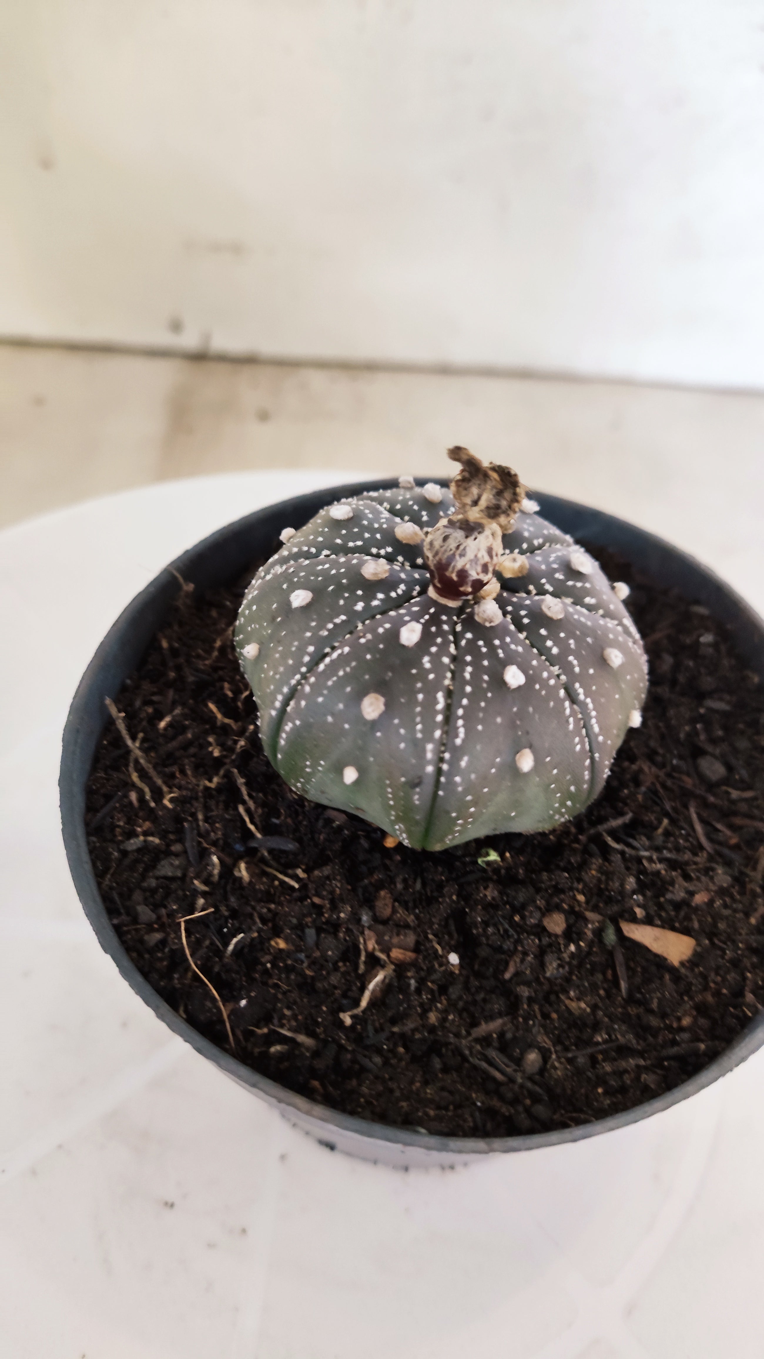 MATRIZ ASTROPHYTUM ASTÉRIAS "Purple" Nº 1222 – vaso 11