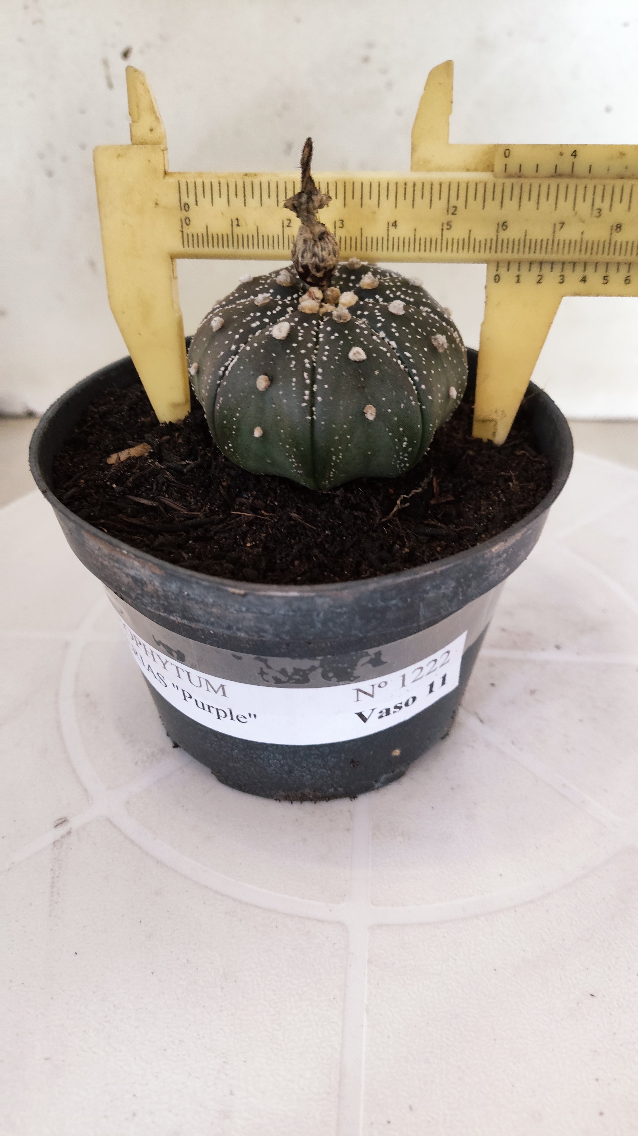 MATRIZ ASTROPHYTUM ASTÉRIAS "Purple" Nº 1222 – vaso 11