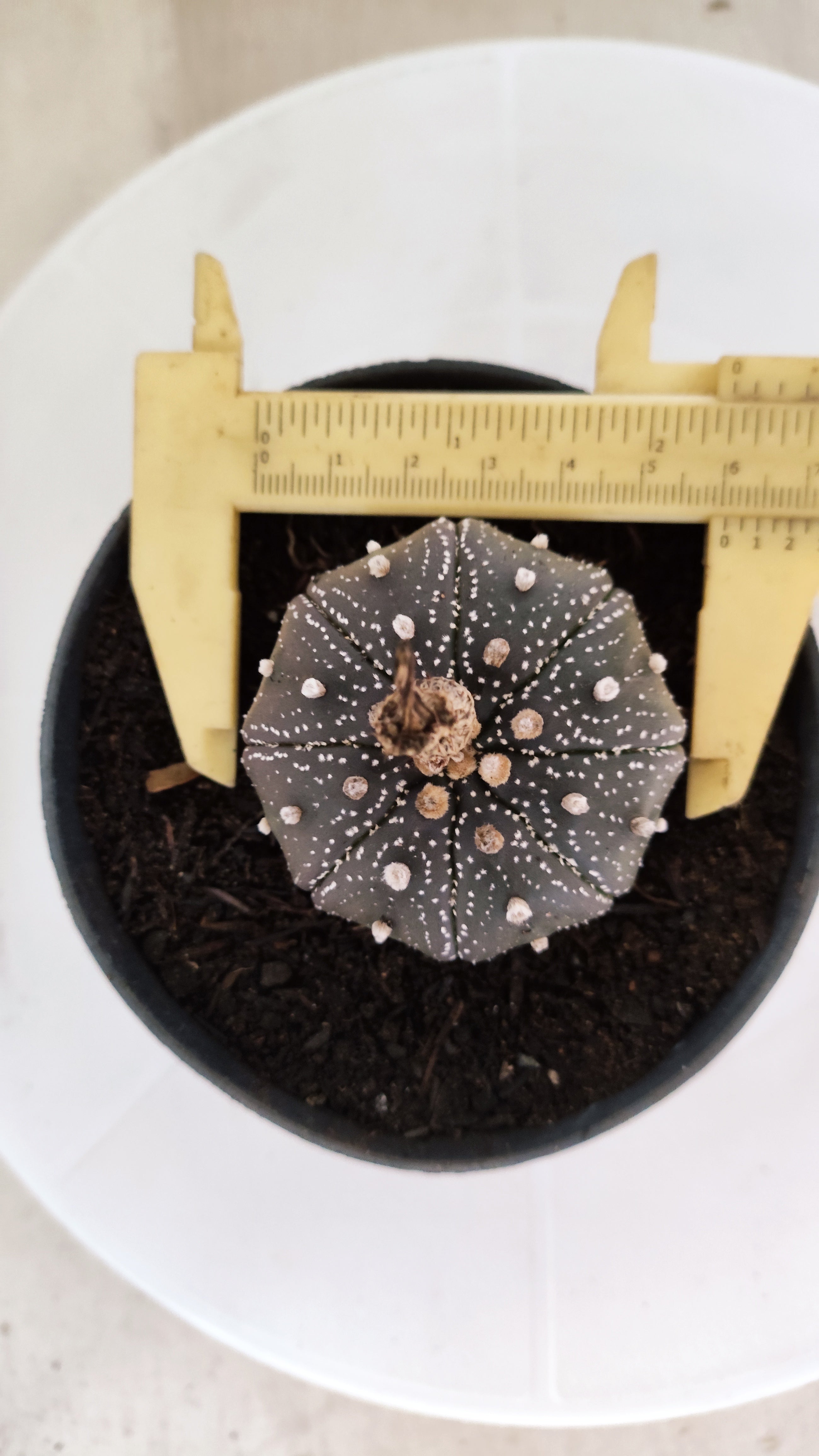 MATRIZ ASTROPHYTUM ASTÉRIAS "Purple" Nº 1222 – vaso 11
