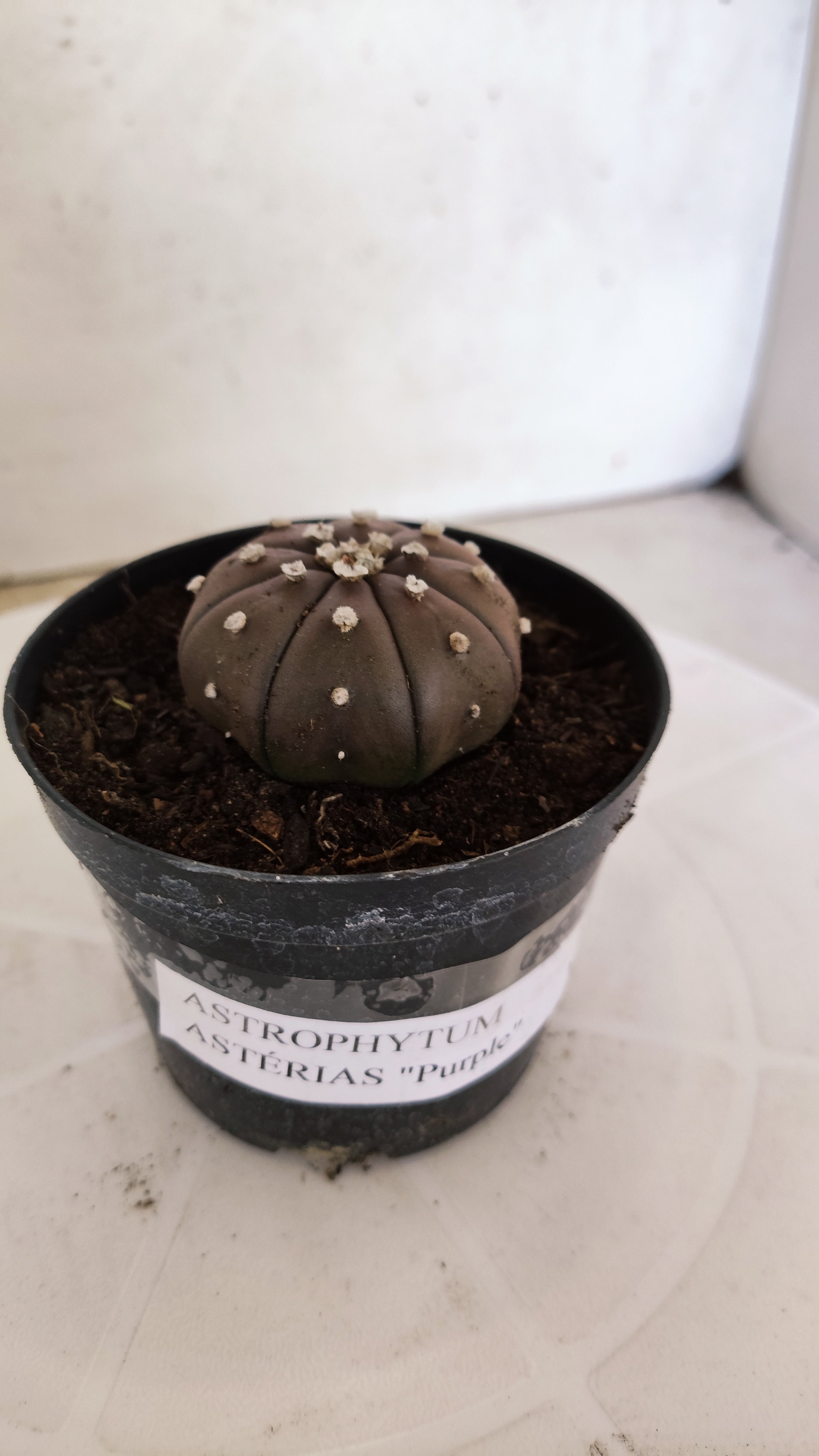 MATRIZ ASTROPHYTUM ASTÉRIAS "Purple" Nº 1223 – vaso 09