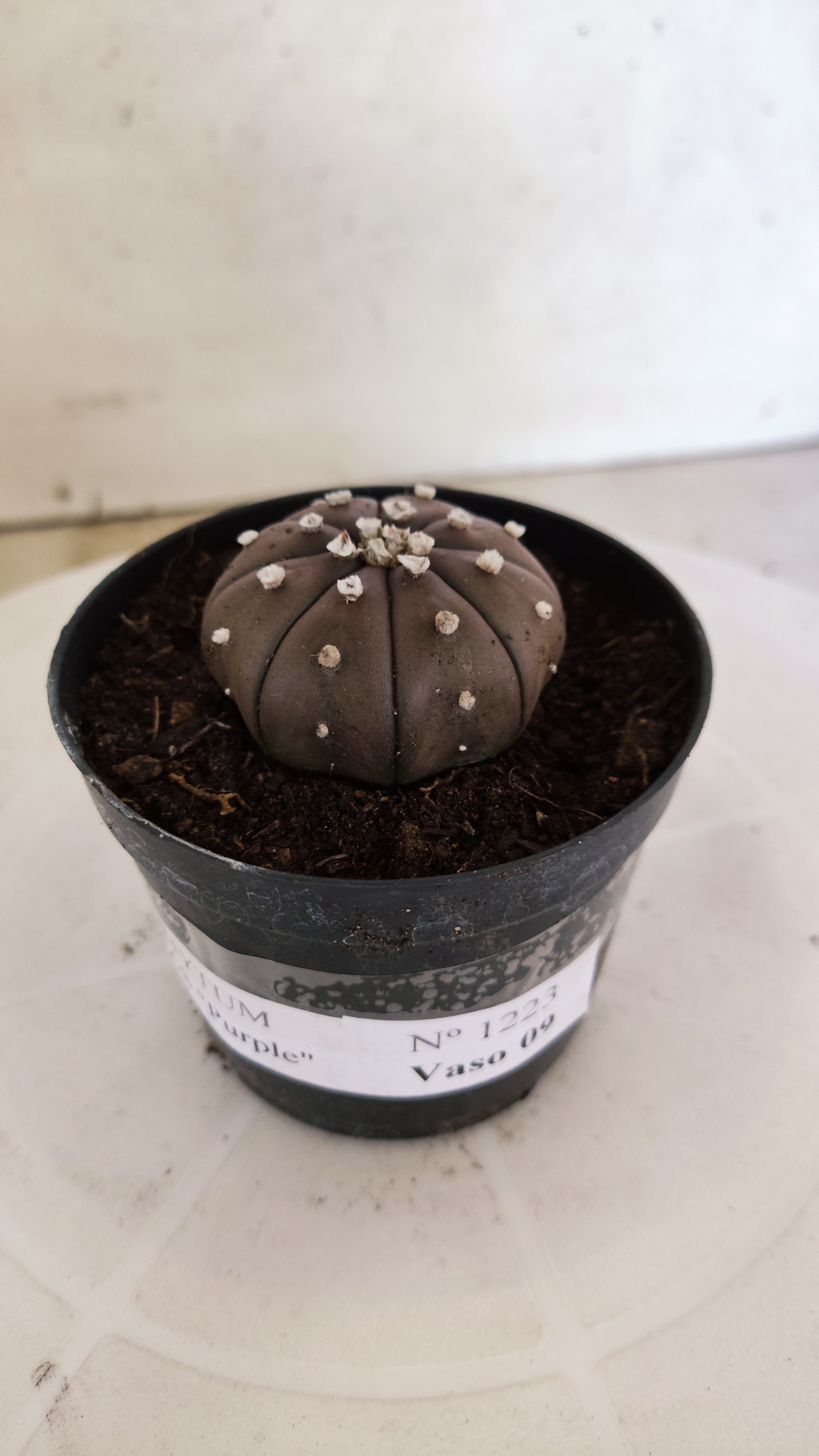 MATRIZ ASTROPHYTUM ASTÉRIAS "Purple" Nº 1223 – vaso 09