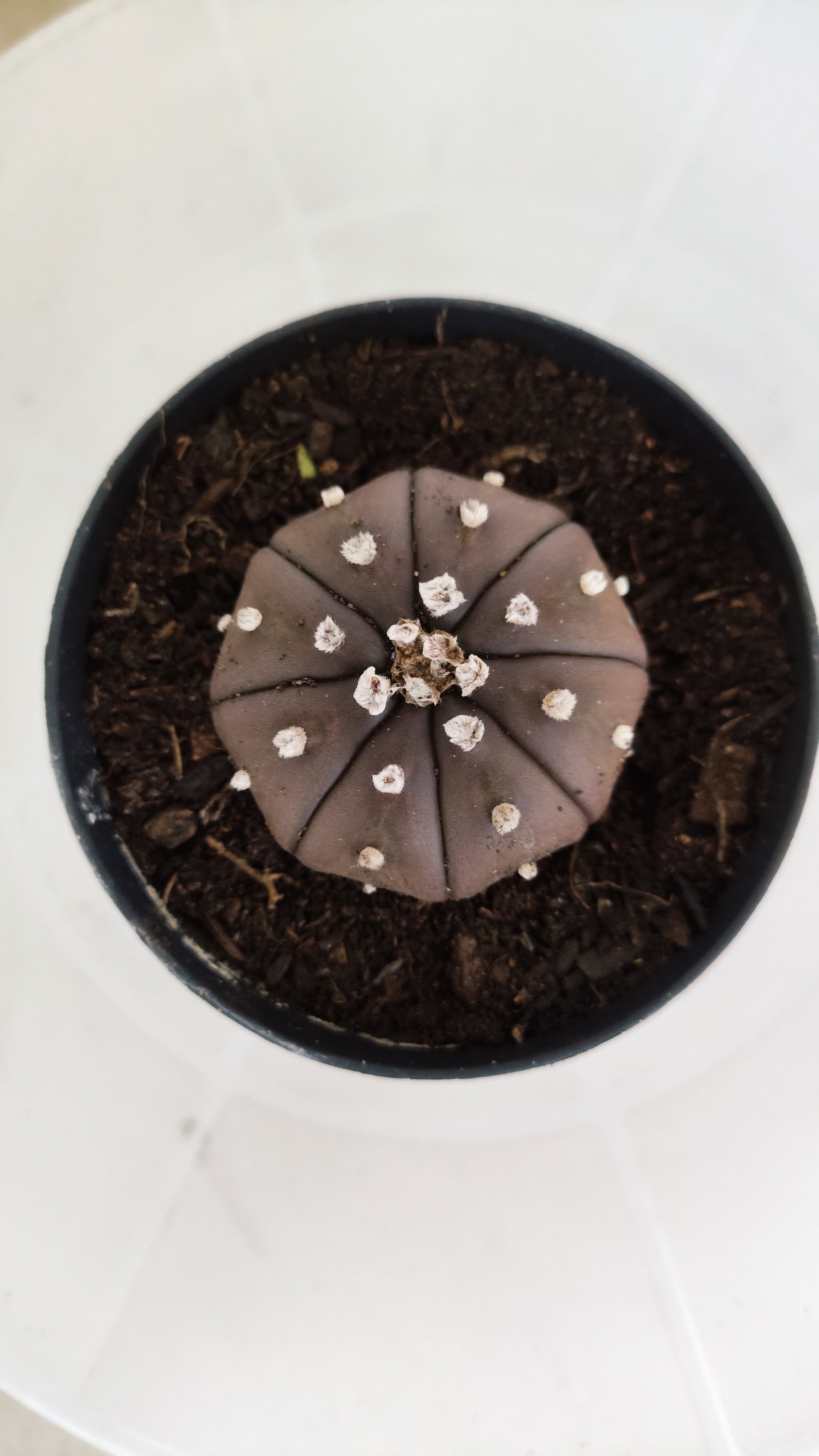 MATRIZ ASTROPHYTUM ASTÉRIAS "Purple" Nº 1223 – vaso 09