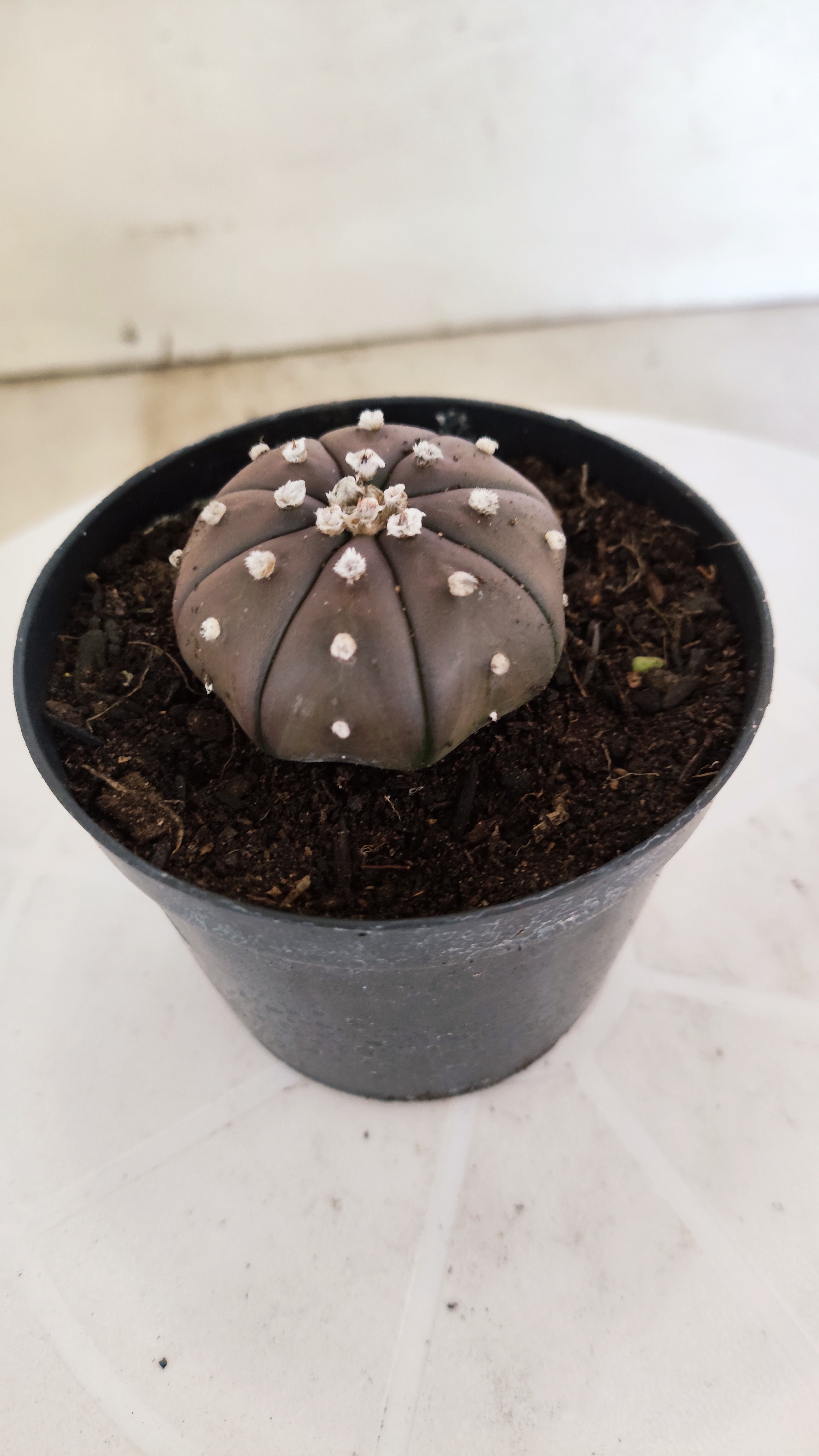 MATRIZ ASTROPHYTUM ASTÉRIAS "Purple" Nº 1223 – vaso 09