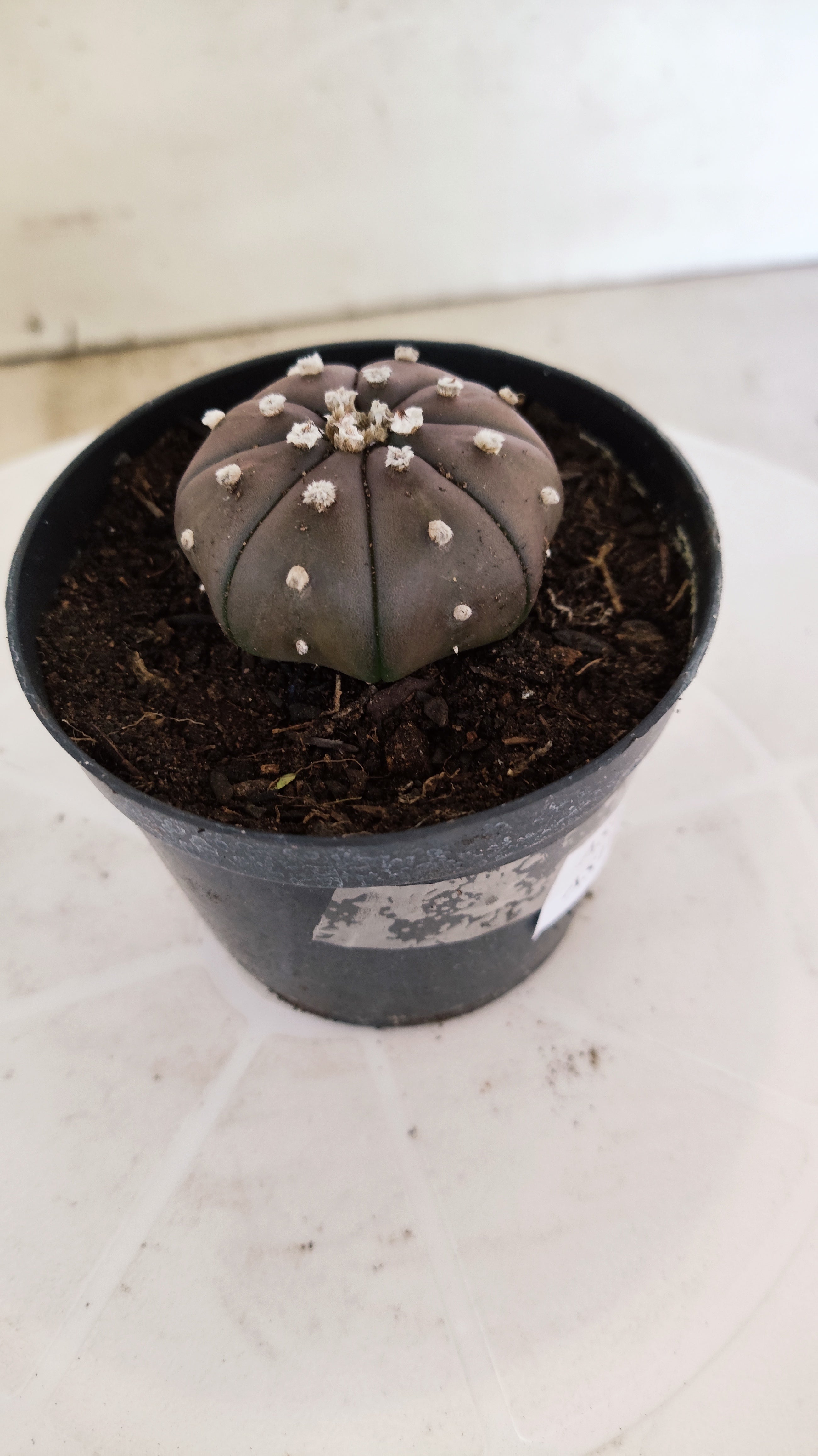 MATRIZ ASTROPHYTUM ASTÉRIAS "Purple" Nº 1223 – vaso 09