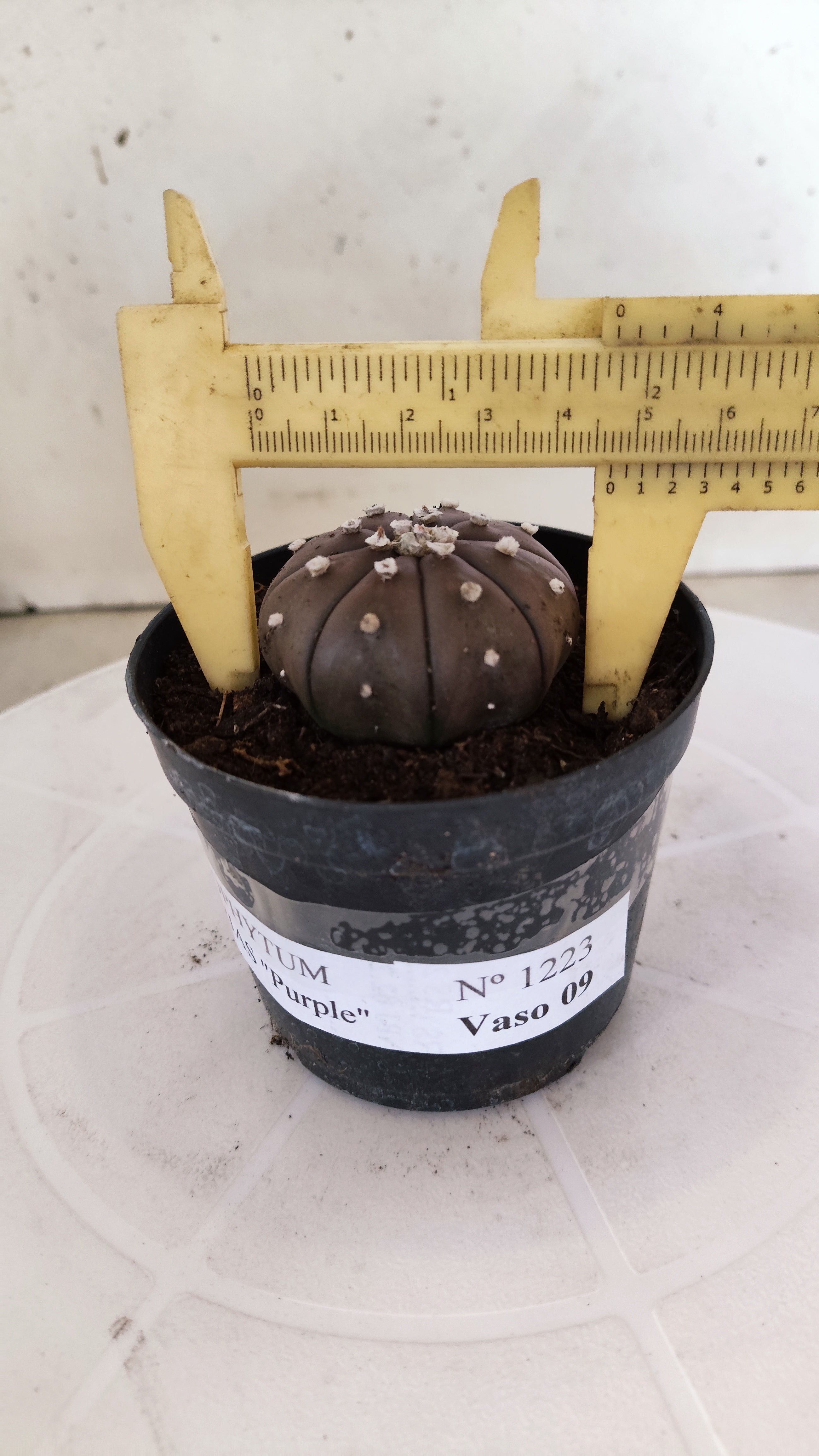 MATRIZ ASTROPHYTUM ASTÉRIAS "Purple" Nº 1223 – vaso 09