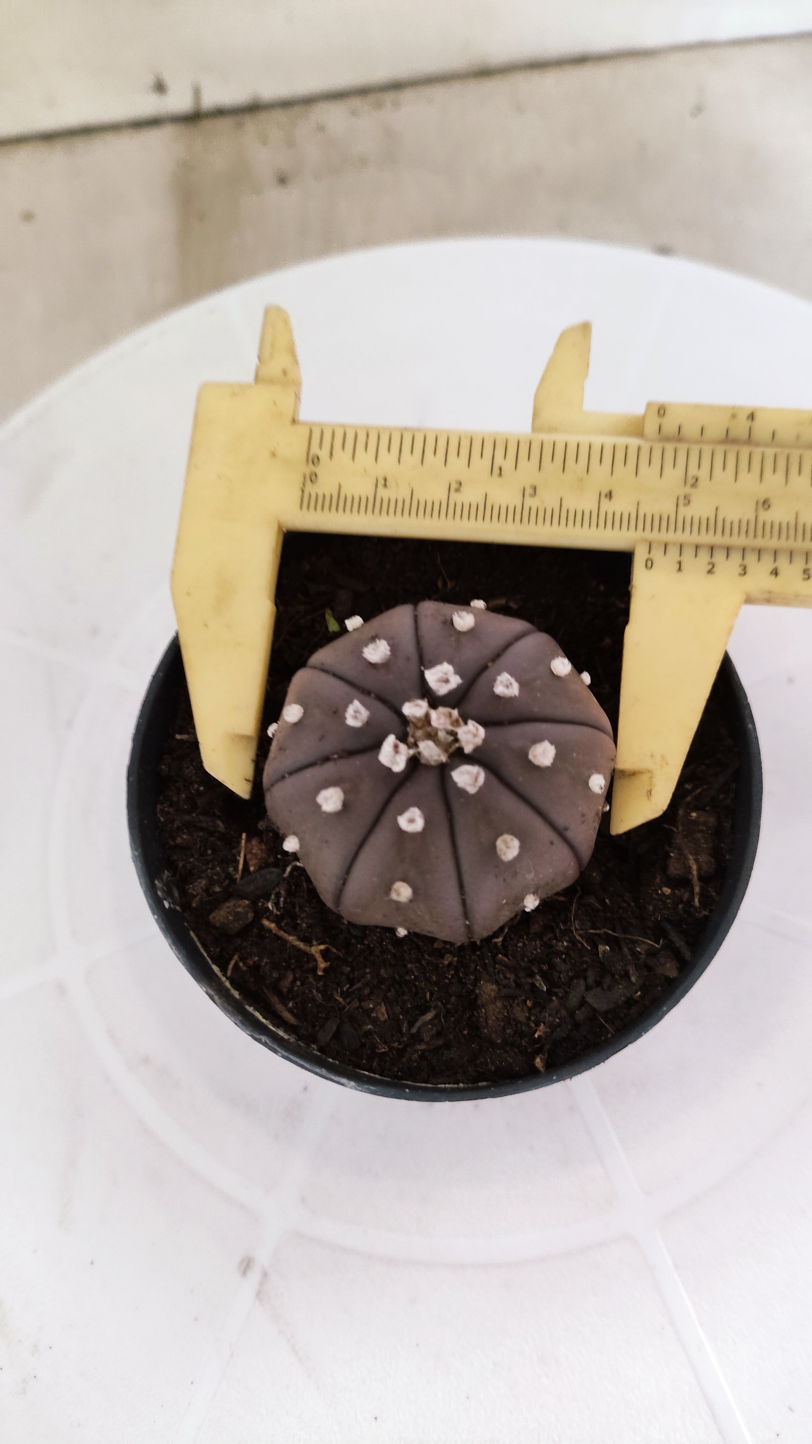 MATRIZ ASTROPHYTUM ASTÉRIAS "Purple" Nº 1223 – vaso 09