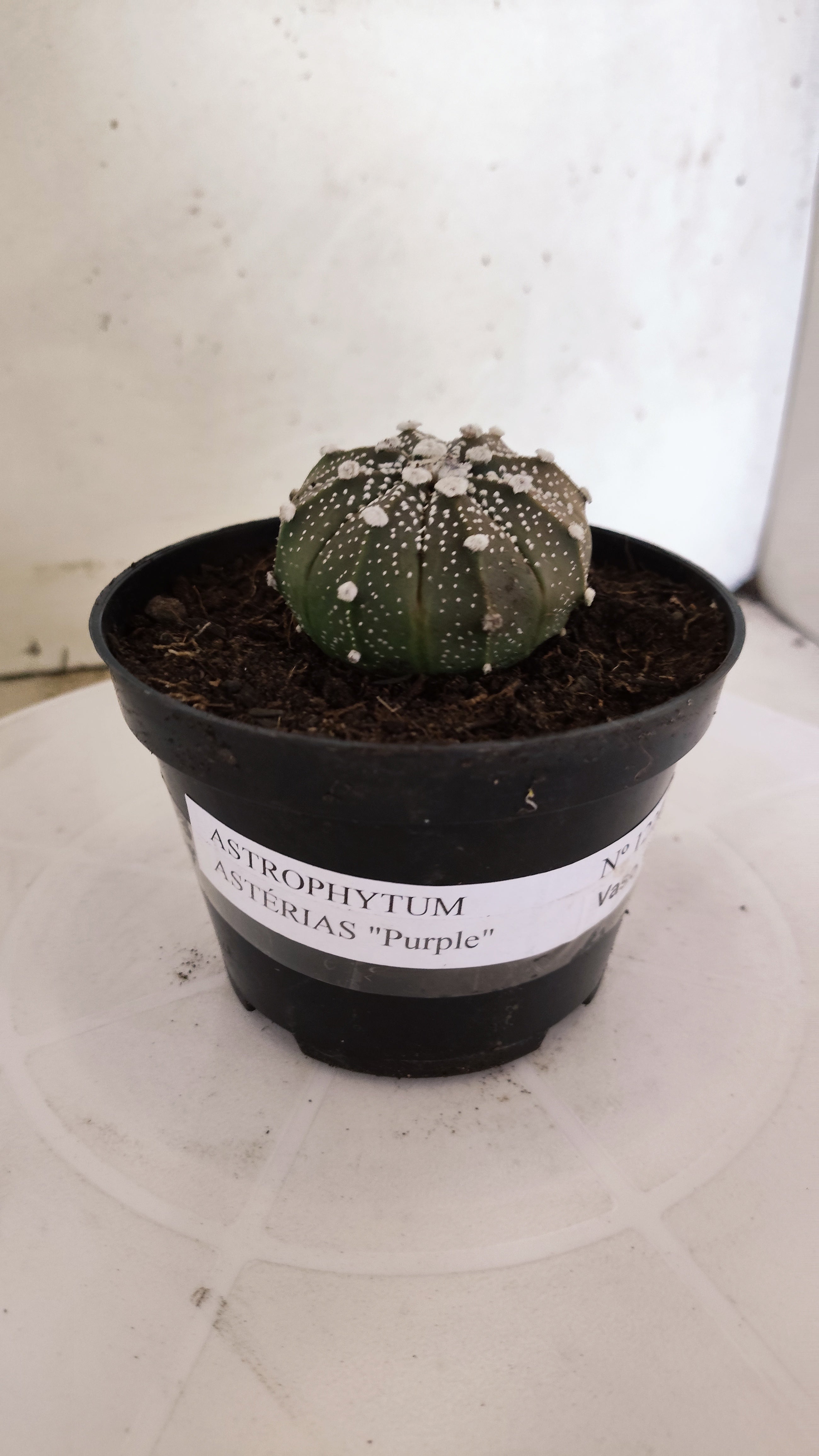 MATRIZ ASTROPHYTUM ASTÉRIAS "Purple" Nº 1224 – vaso 11