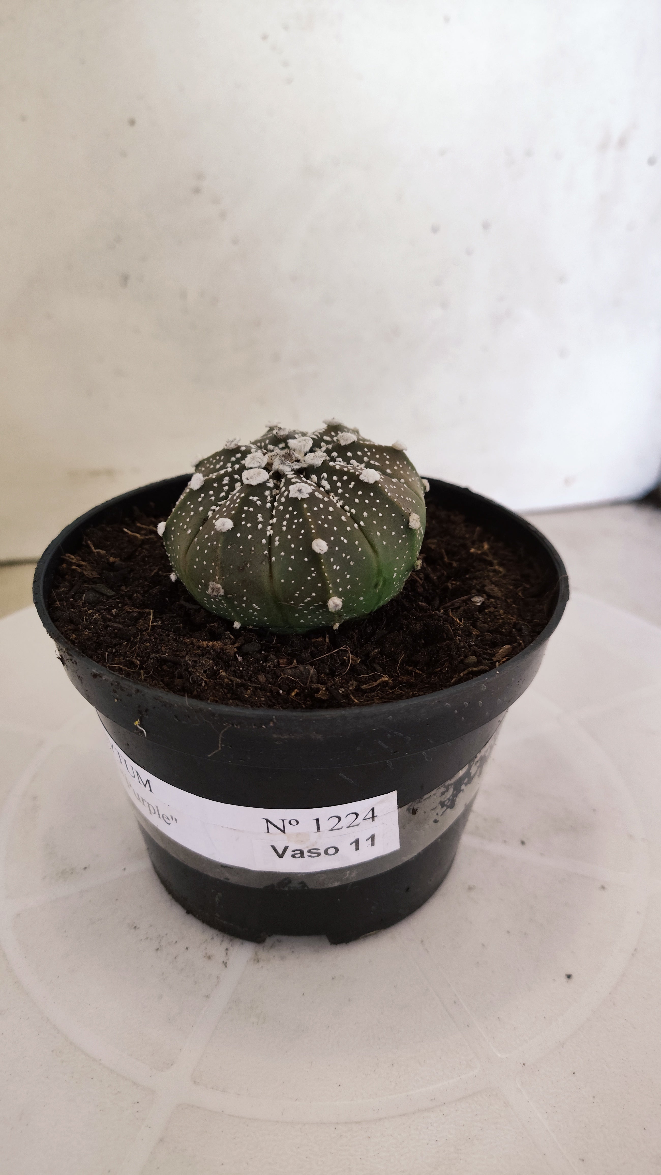 MATRIZ ASTROPHYTUM ASTÉRIAS "Purple" Nº 1224 – vaso 11