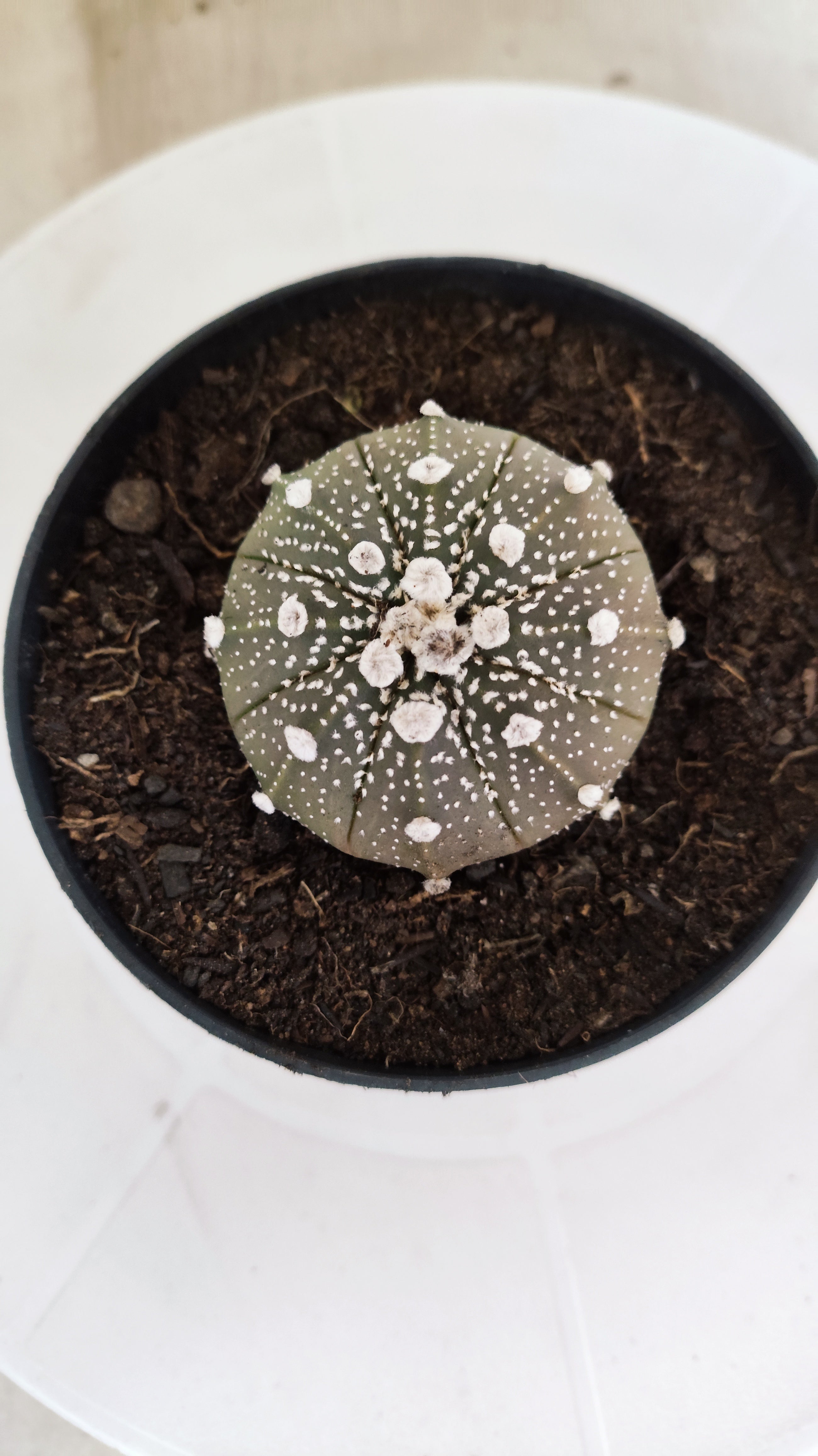 MATRIZ ASTROPHYTUM ASTÉRIAS "Purple" Nº 1224 – vaso 11