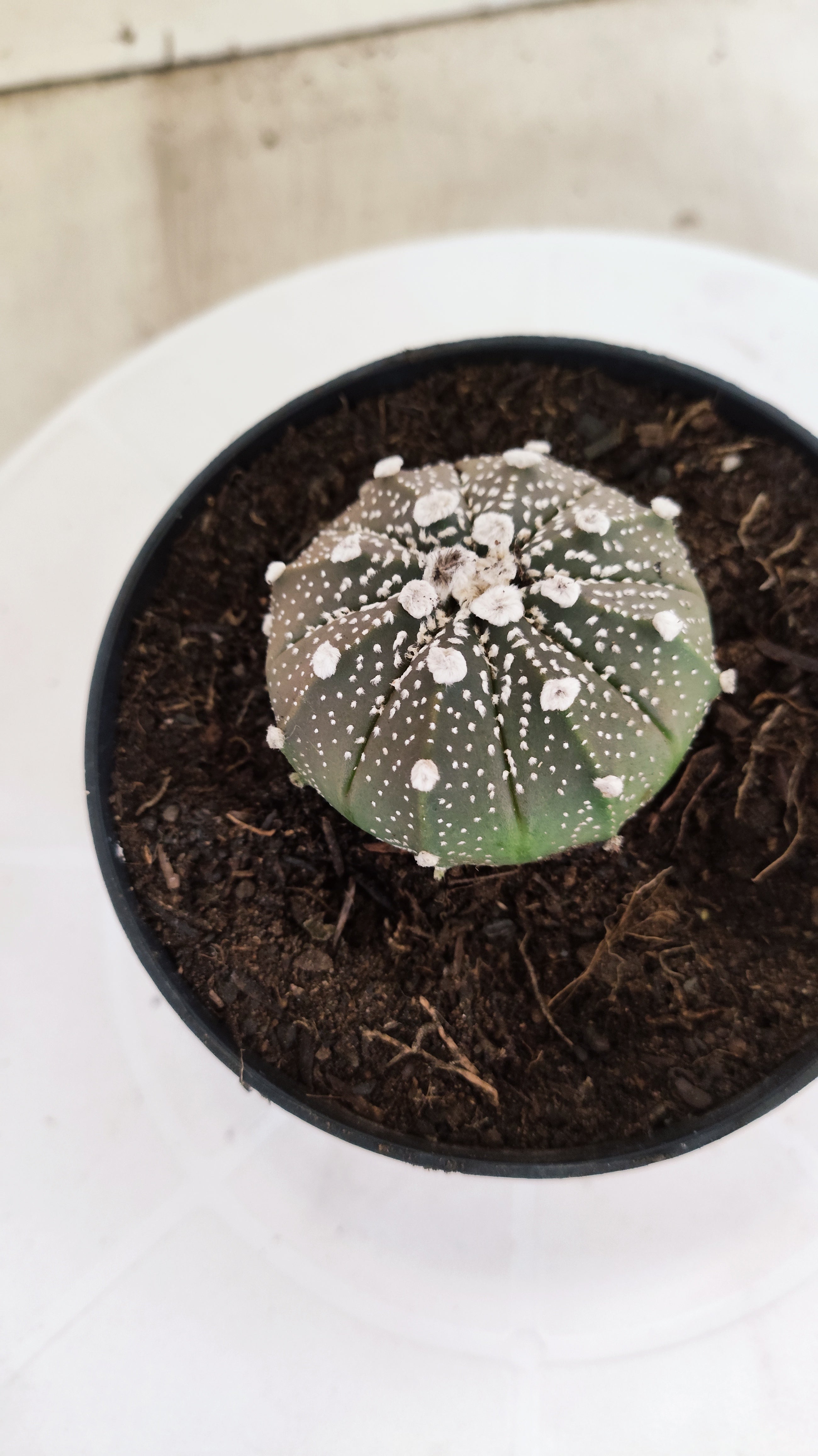 MATRIZ ASTROPHYTUM ASTÉRIAS "Purple" Nº 1224 – vaso 11