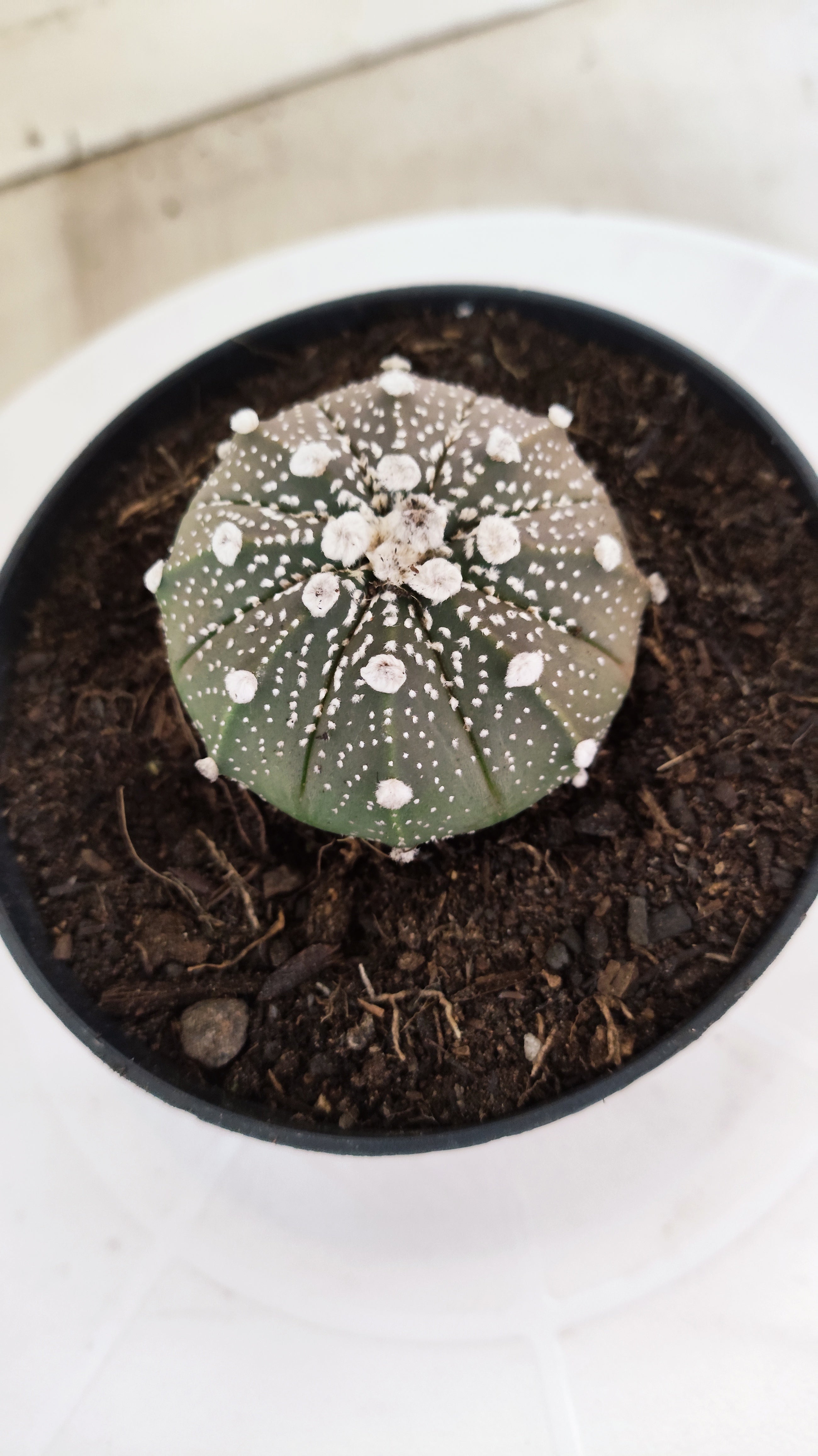 MATRIZ ASTROPHYTUM ASTÉRIAS "Purple" Nº 1224 – vaso 11