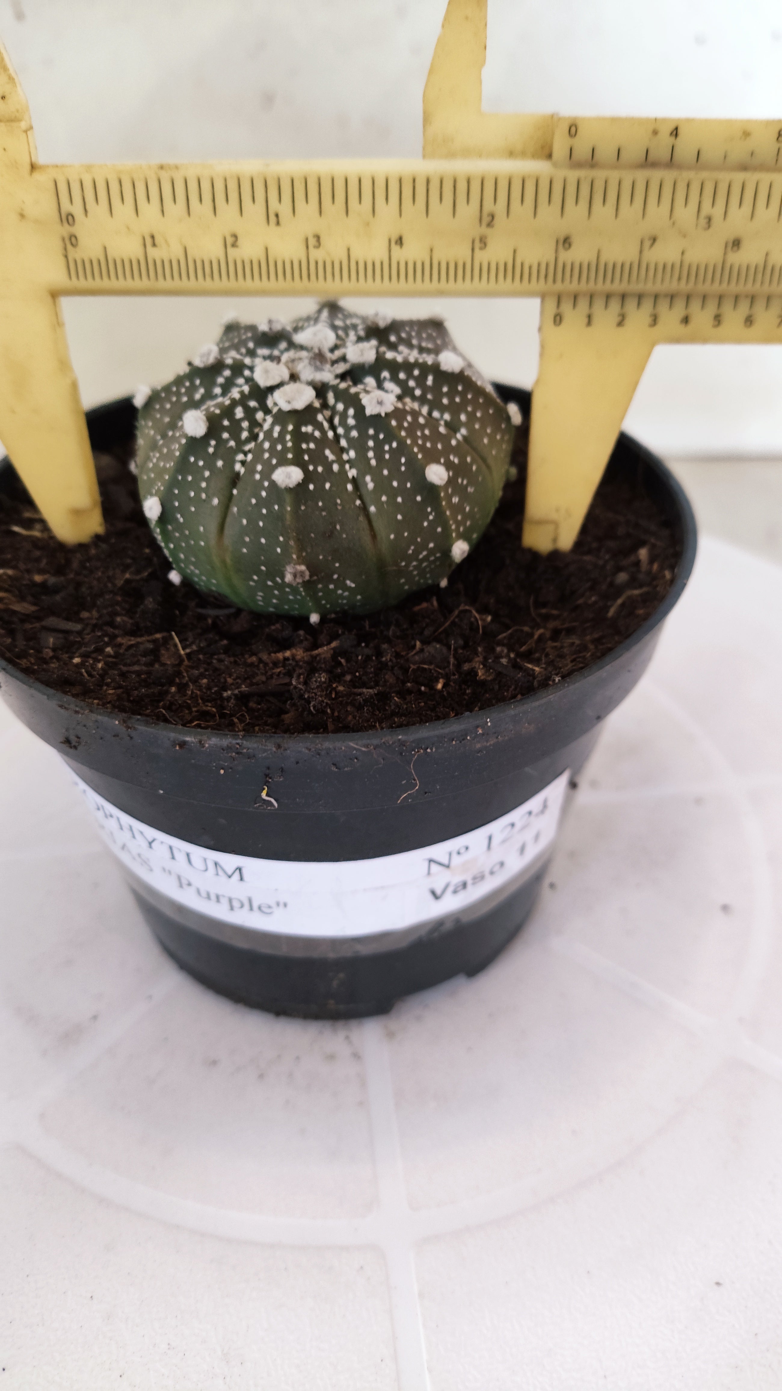 MATRIZ ASTROPHYTUM ASTÉRIAS "Purple" Nº 1224 – vaso 11