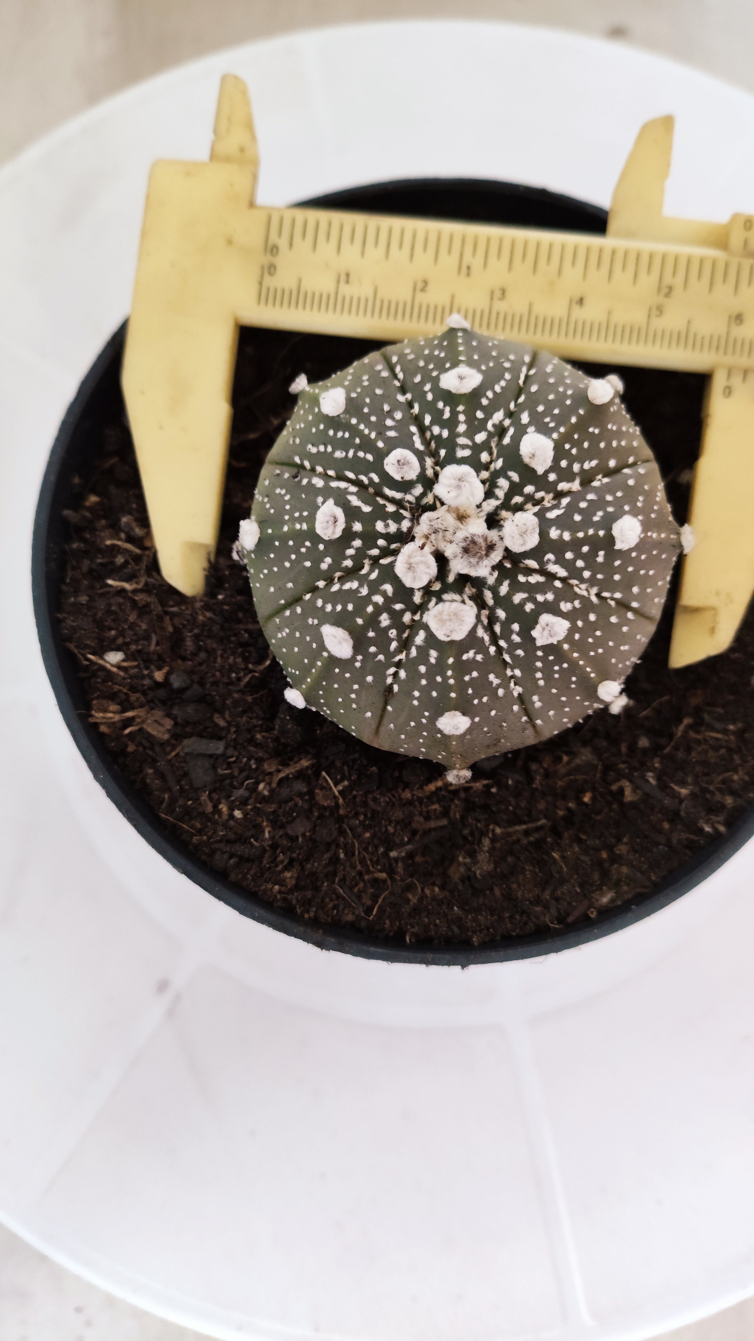 MATRIZ ASTROPHYTUM ASTÉRIAS "Purple" Nº 1224 – vaso 11