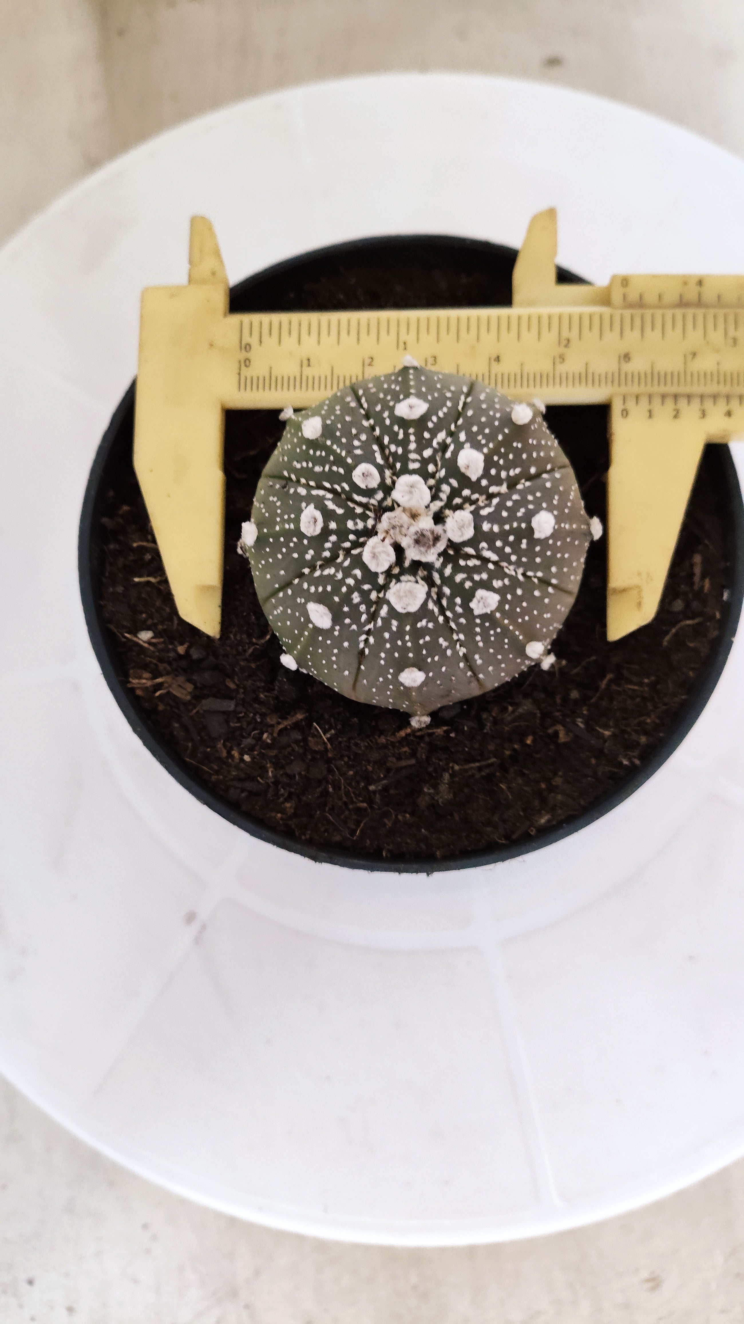 MATRIZ ASTROPHYTUM ASTÉRIAS "Purple" Nº 1224 – vaso 11