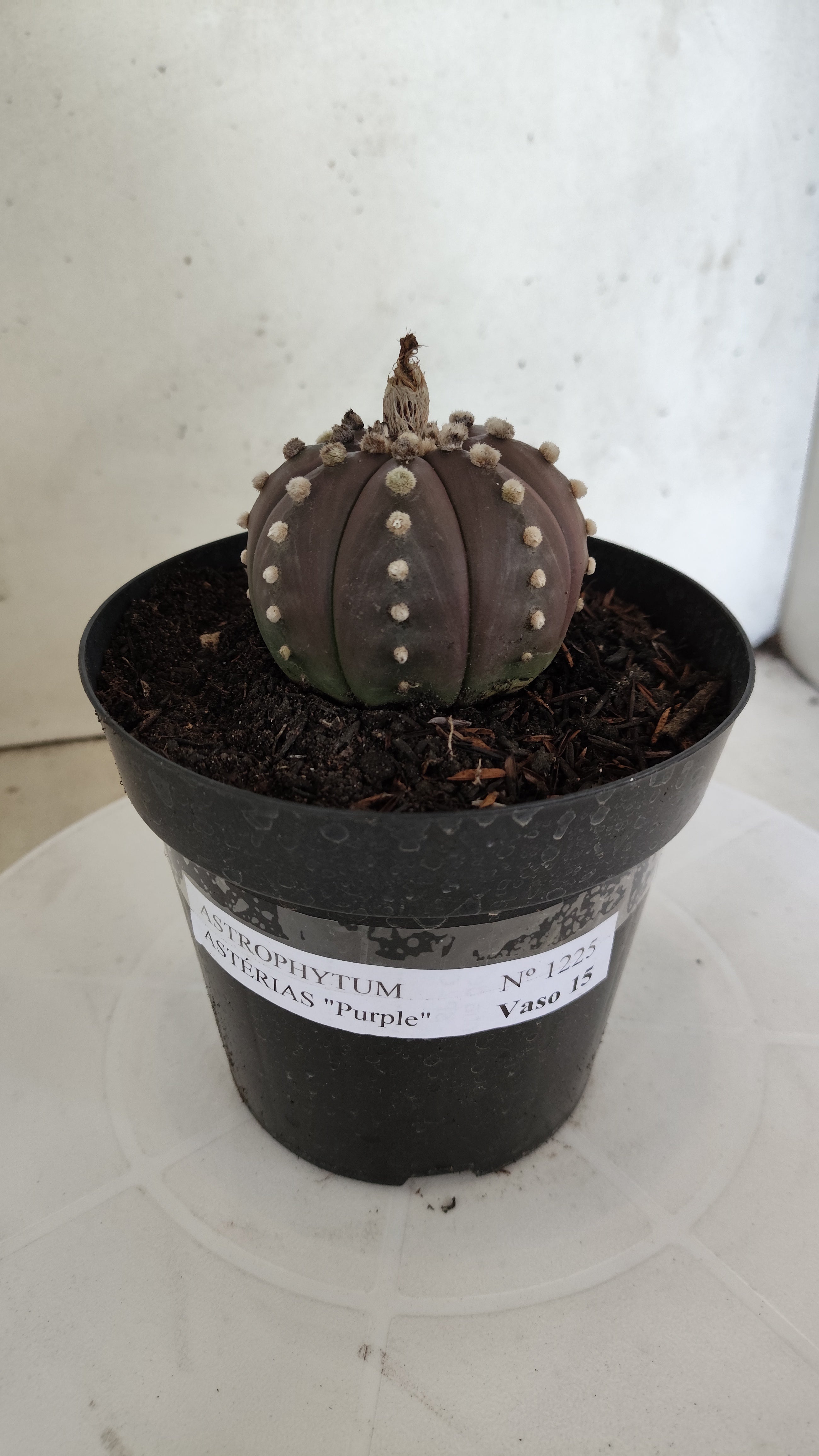 MATRIZ ASTROPHYTUM ASTÉRIAS "Purple" Nº 1225 – vaso 15
