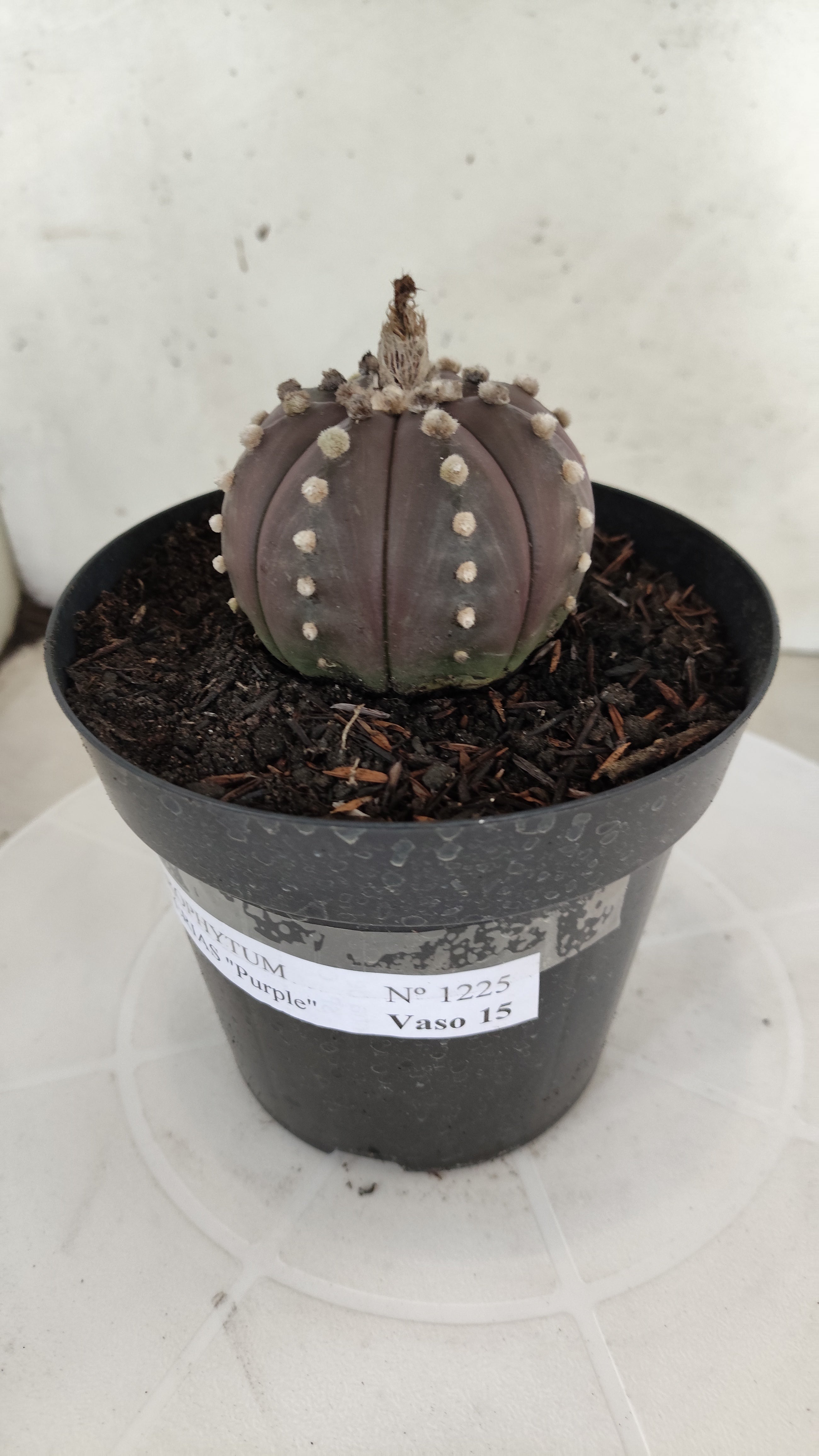 MATRIZ ASTROPHYTUM ASTÉRIAS "Purple" Nº 1225 – vaso 15