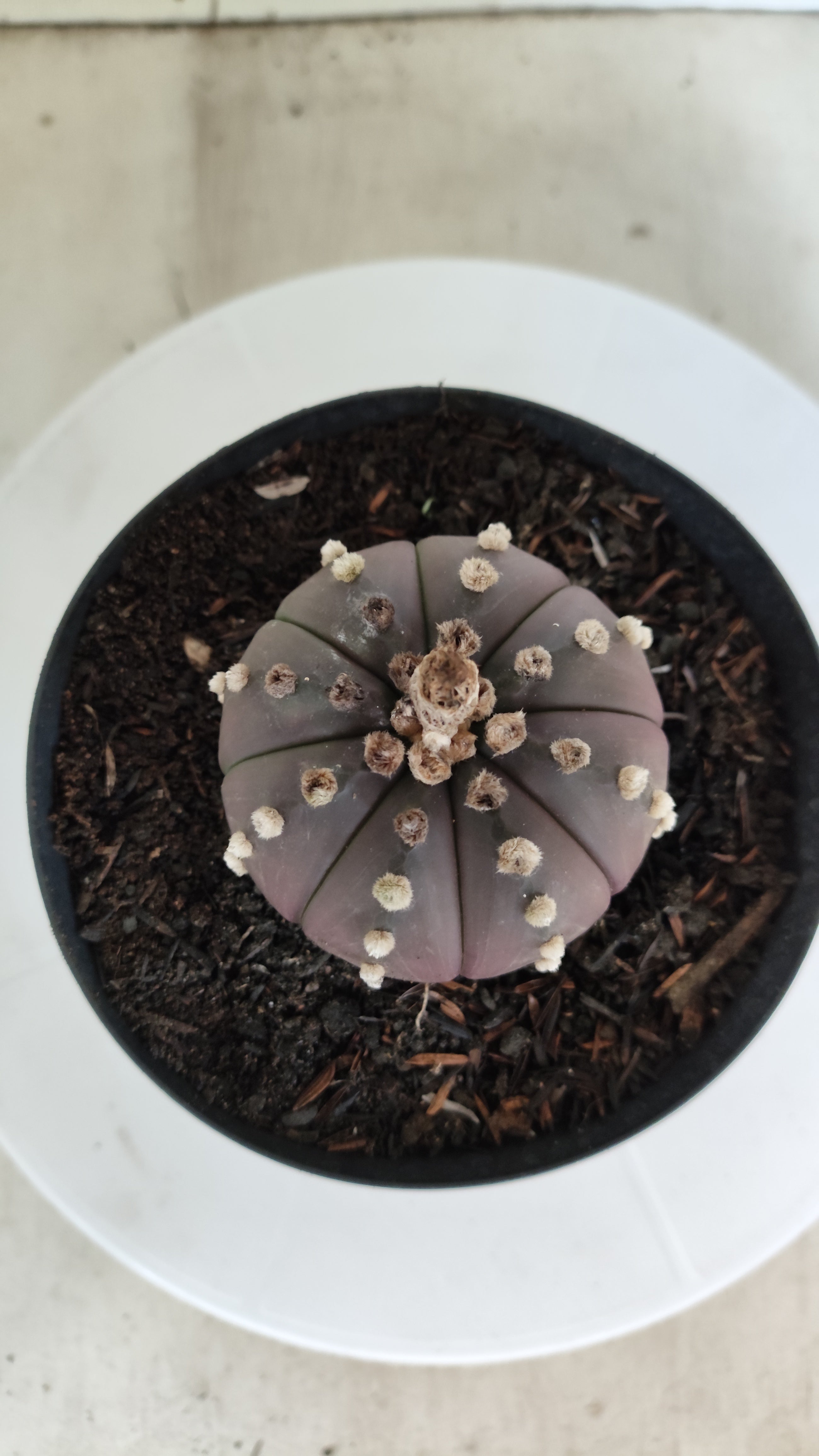 MATRIZ ASTROPHYTUM ASTÉRIAS "Purple" Nº 1225 – vaso 15