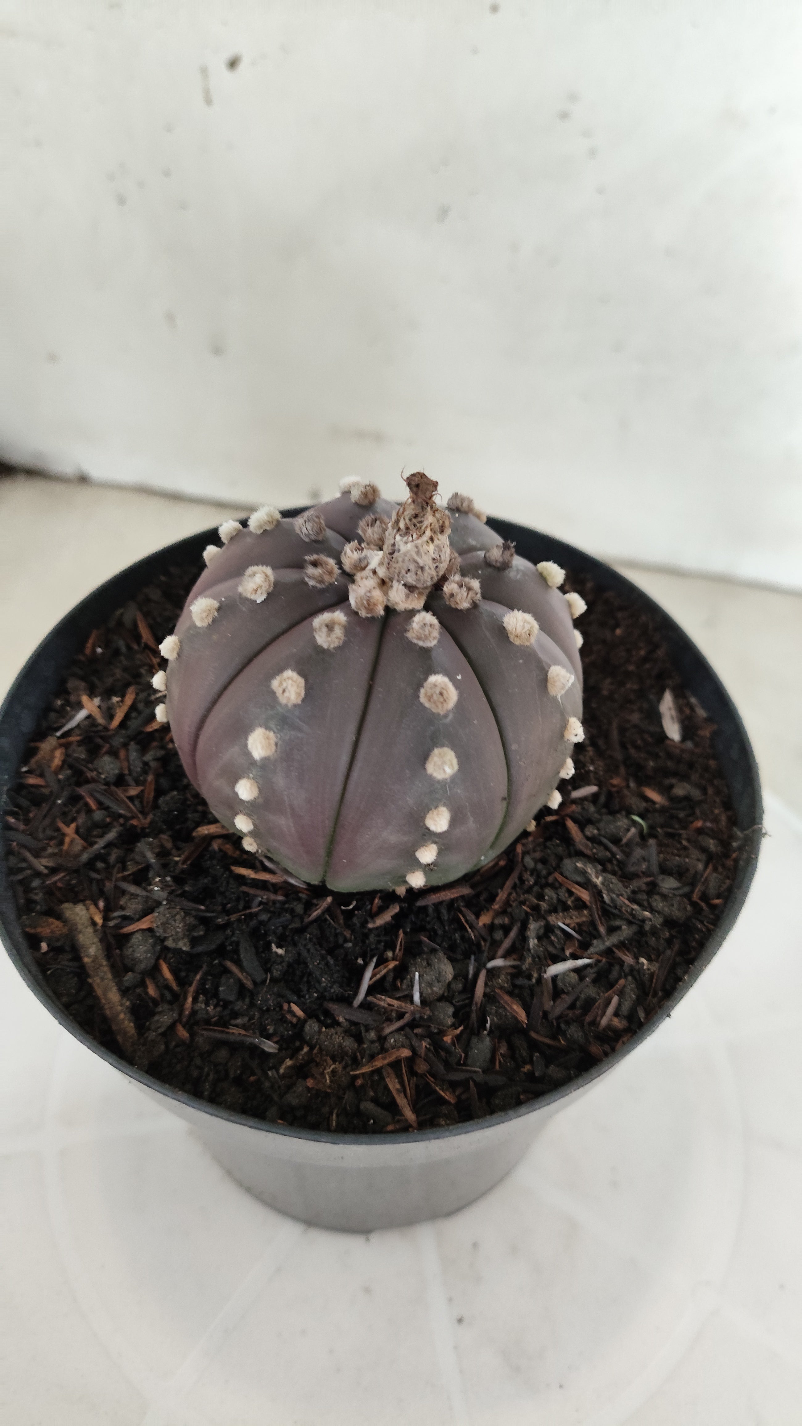 MATRIZ ASTROPHYTUM ASTÉRIAS "Purple" Nº 1225 – vaso 15
