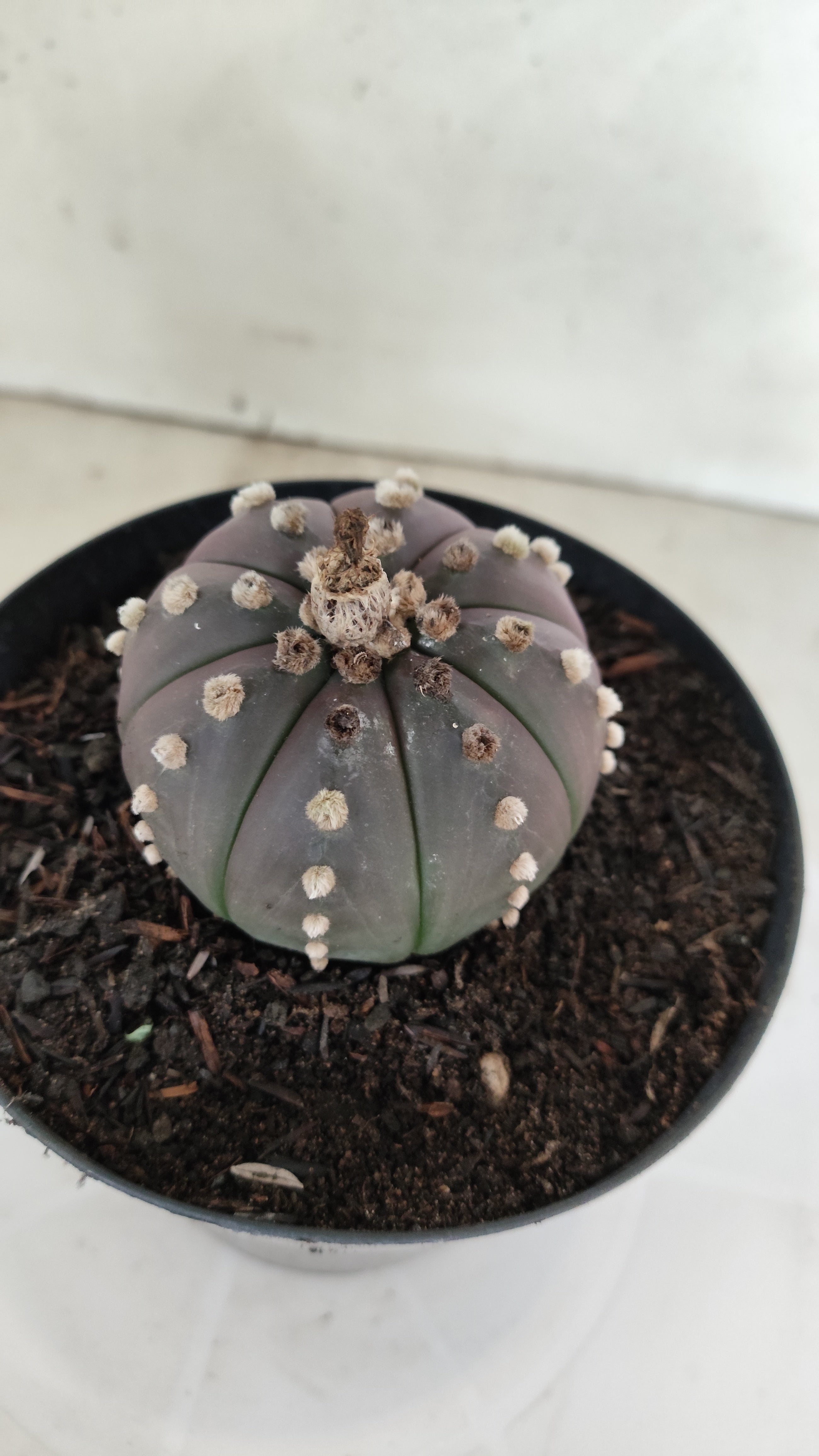 MATRIZ ASTROPHYTUM ASTÉRIAS "Purple" Nº 1225 – vaso 15