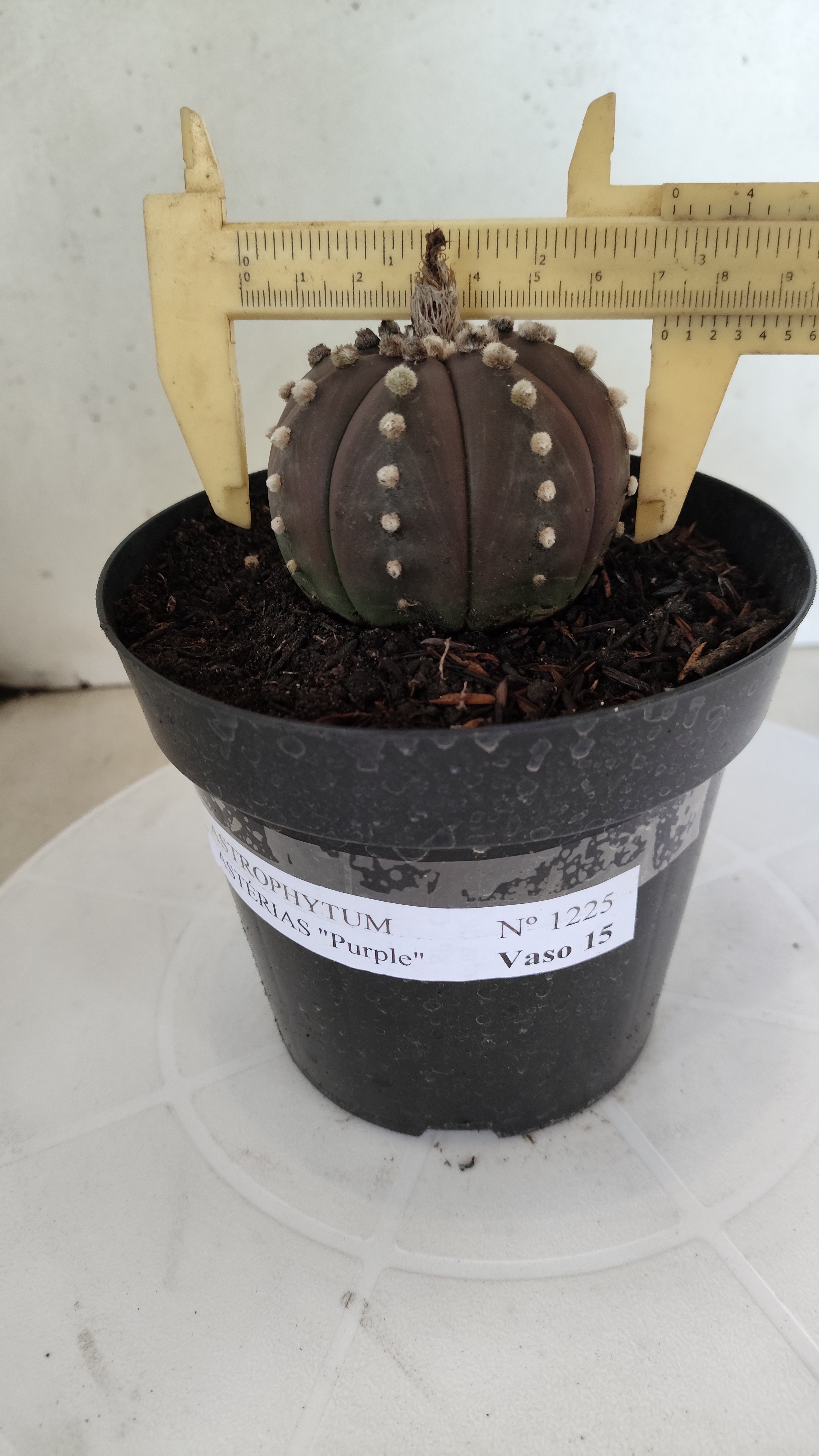 MATRIZ ASTROPHYTUM ASTÉRIAS "Purple" Nº 1225 – vaso 15